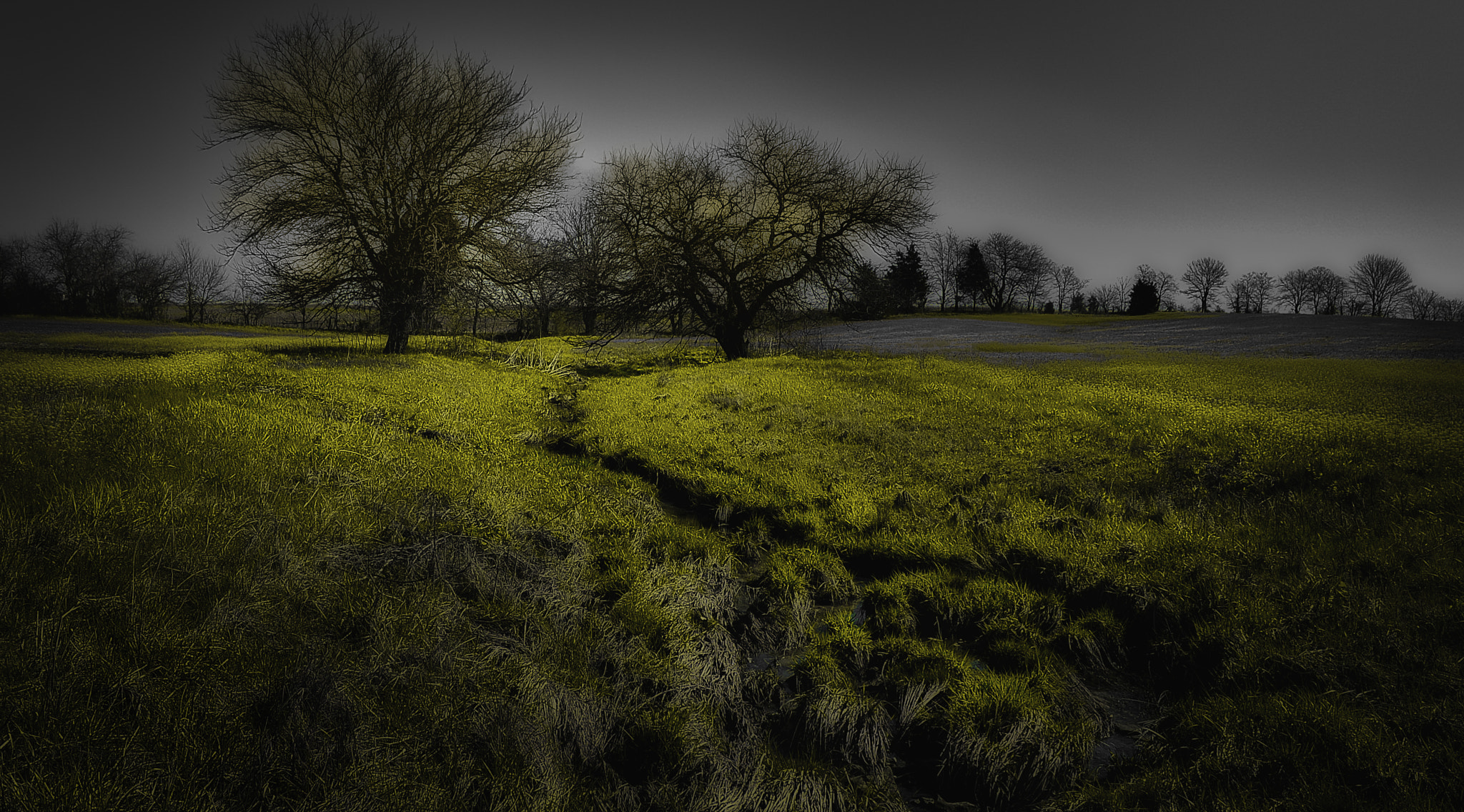 Nikon D600 sample photo. Yellow photography