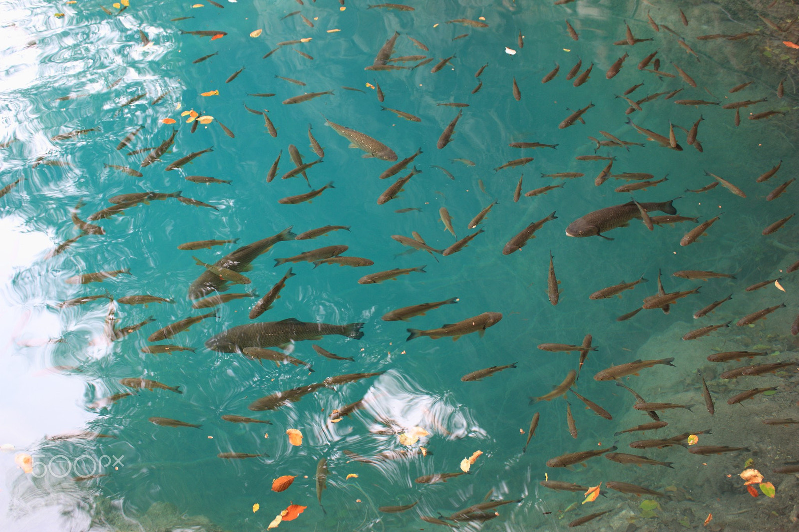 Canon EF-S 18-55mm F3.5-5.6 IS sample photo. Fish photography