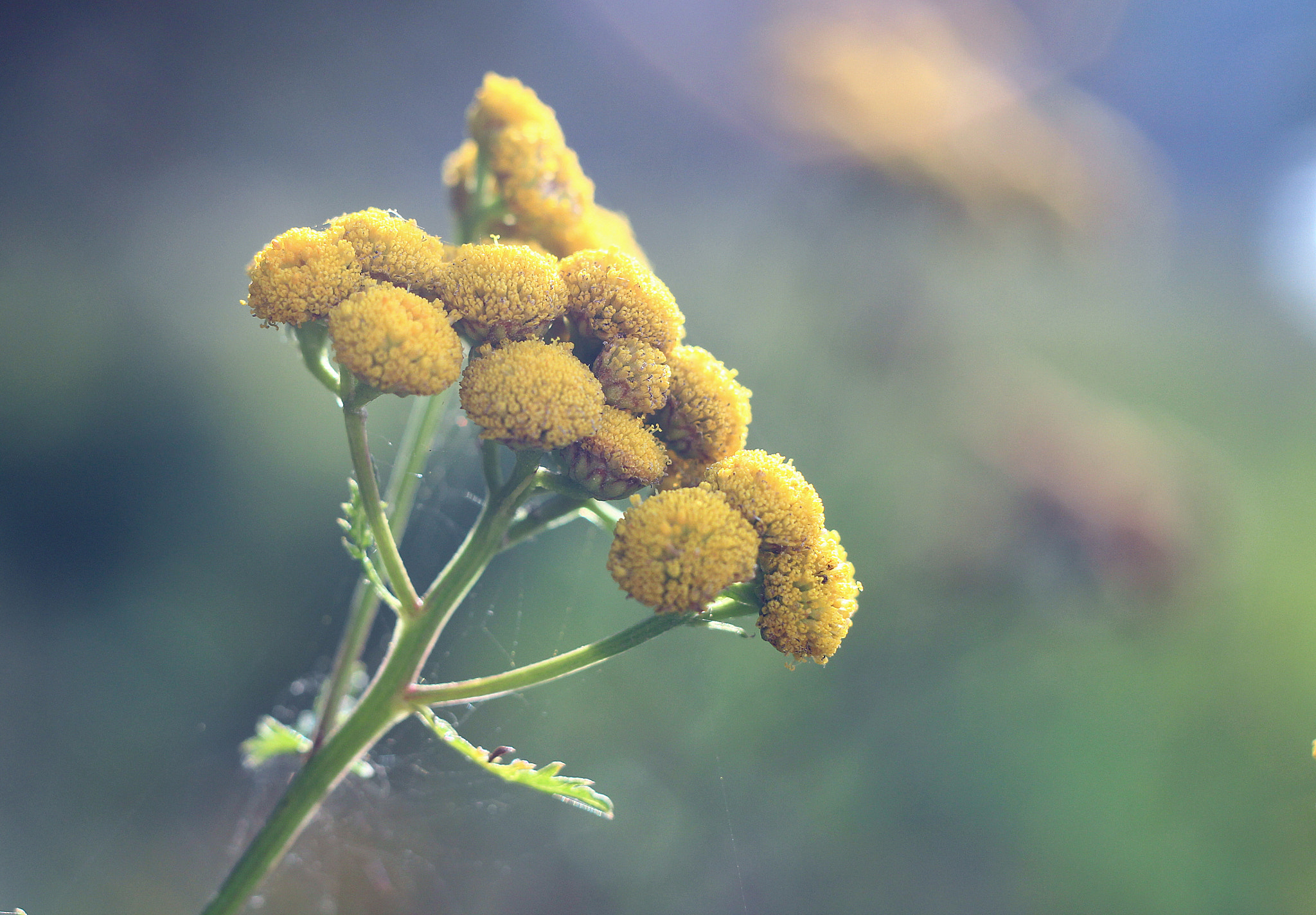 Canon EF 35-80mm f/4-5.6 sample photo. Img photography