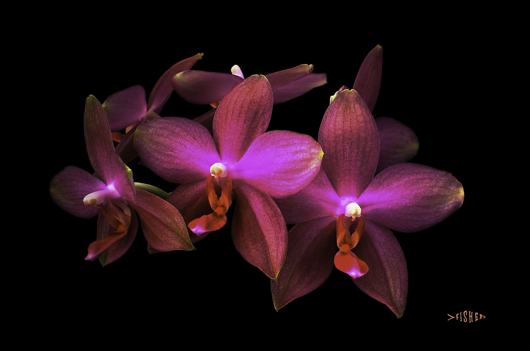 Nikon E995 sample photo. Doritinopsis watercolor photography