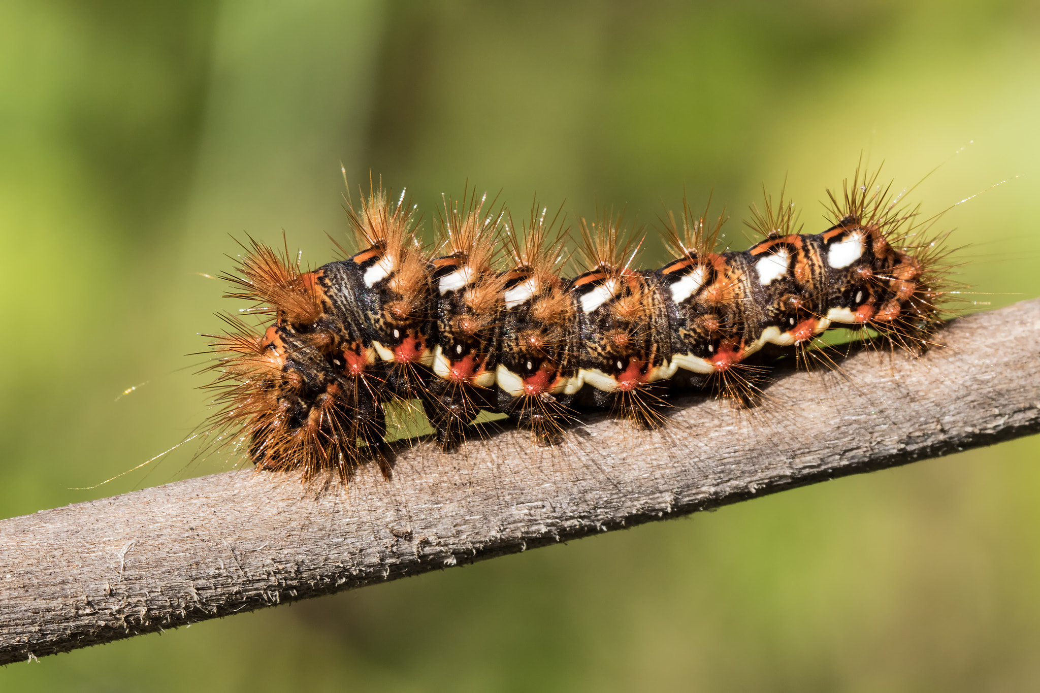 Canon EOS 80D + Canon EF 100mm F2.8L Macro IS USM sample photo. Knot grass moth caterpillar photography