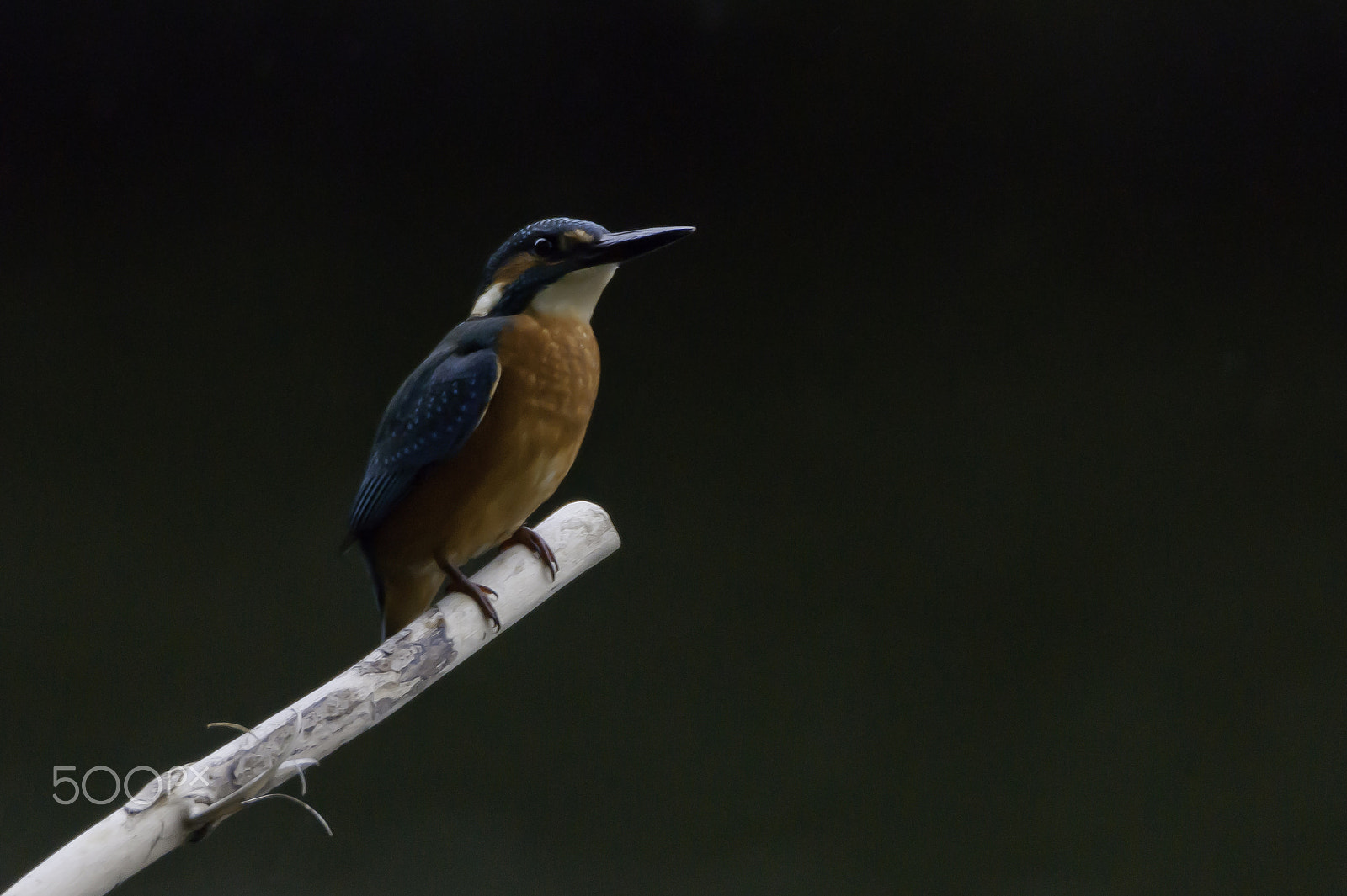 Sony Alpha DSLR-A380 + Sigma AF 170-500mm F5-6.3 APO Aspherical sample photo. Eurasian kingfisher photography