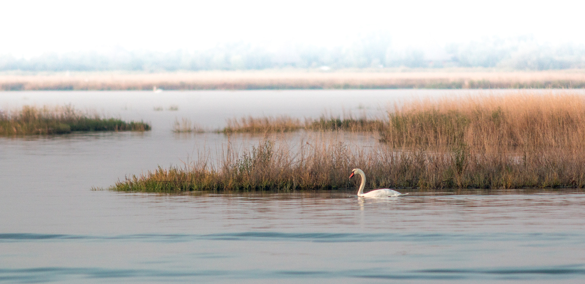 Canon EF 200mm f/2.8L II + 2x sample photo. Solo swan photography