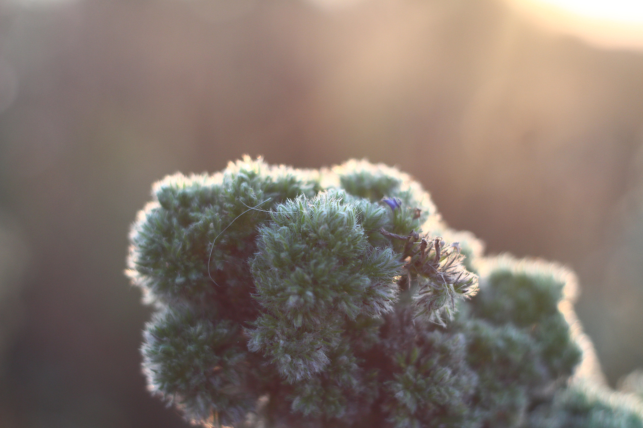 Canon EF 35-80mm f/4-5.6 sample photo. Img photography