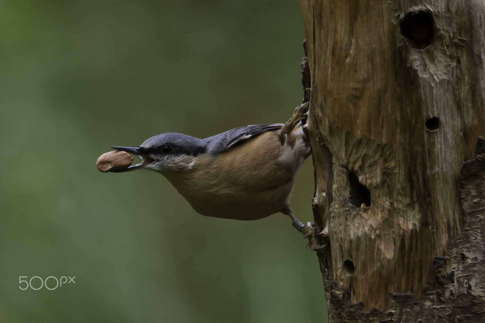 Sony Alpha DSLR-A380 + Sigma AF 170-500mm F5-6.3 APO Aspherical sample photo. Eurasian nuthatch photography