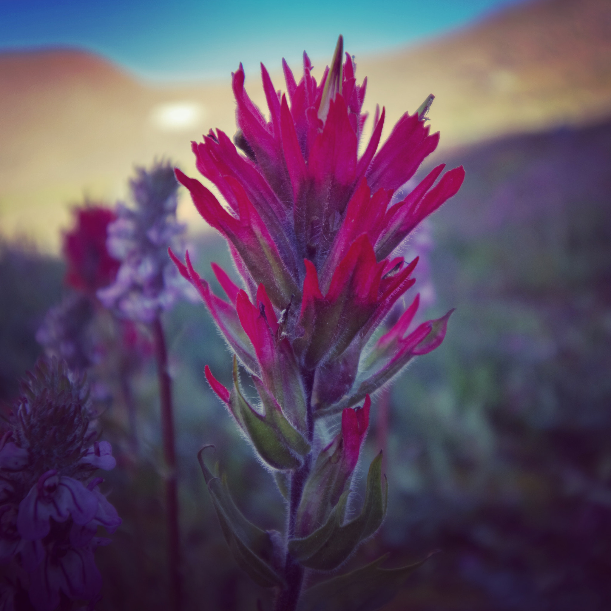 Canon EOS 1200D (EOS Rebel T5 / EOS Kiss X70 / EOS Hi) sample photo. A random wild flower growing next to a glacial lake photography