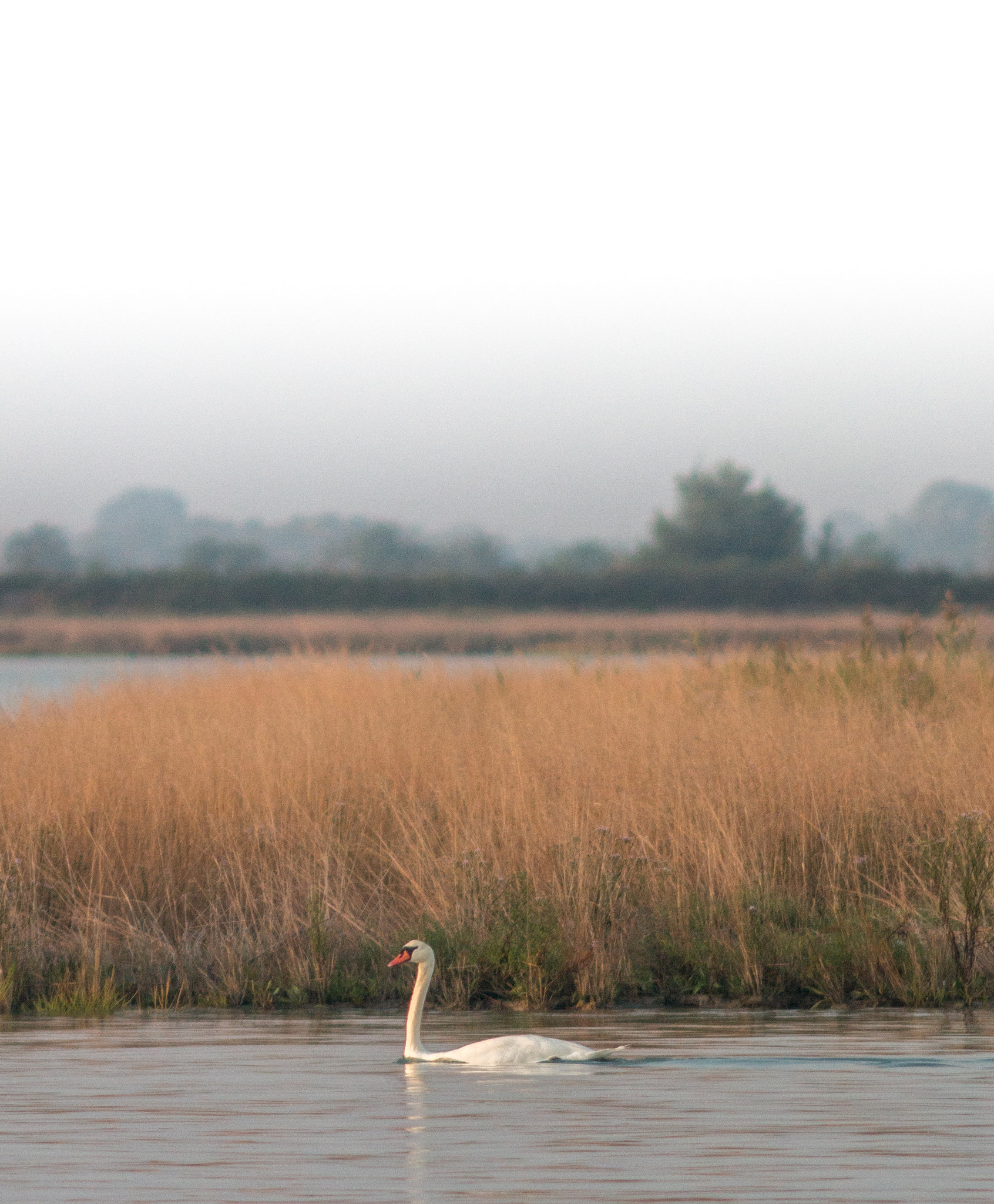 Canon EF 200mm f/2.8L II + 2x sample photo. Solo swan iii photography