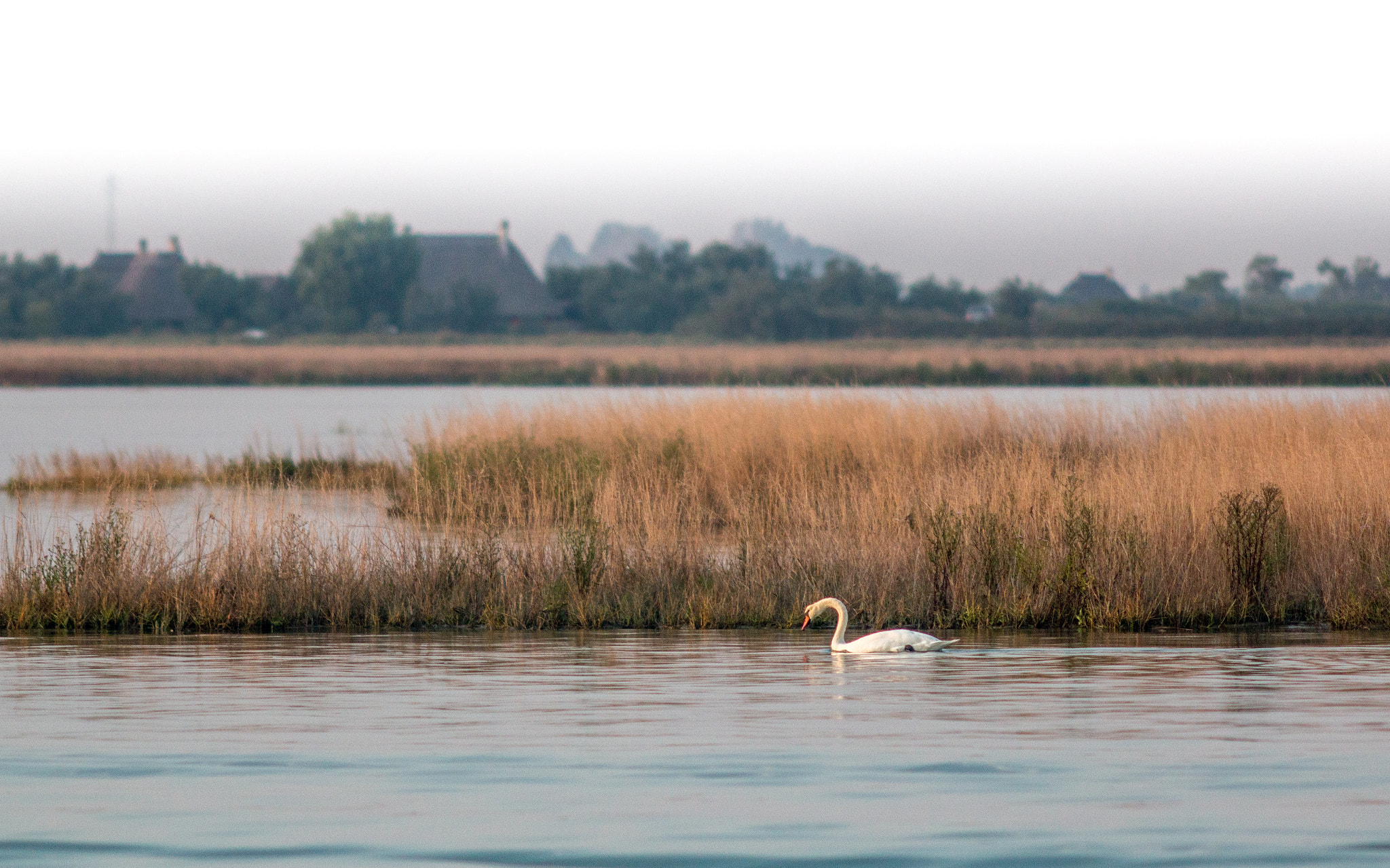 Canon EF 200mm f/2.8L II + 2x sample photo. Solo swan ii photography