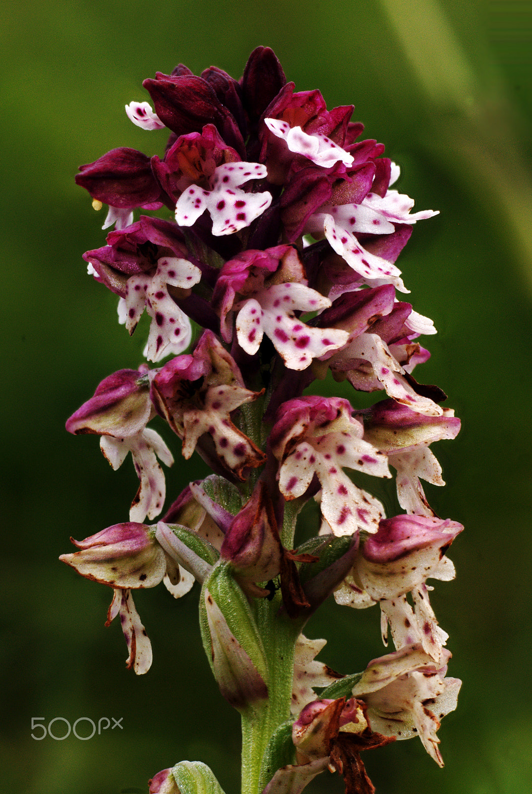 Nikon D300 + Manual Lens No CPU sample photo. Burnt-tip orchis photography