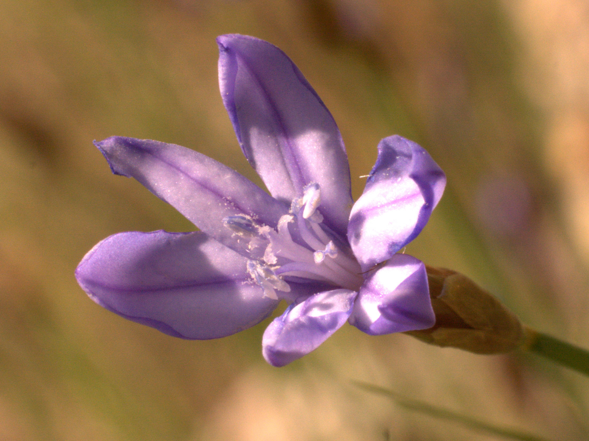 Manual Lens No CPU sample photo. 29650215296.jpg photography