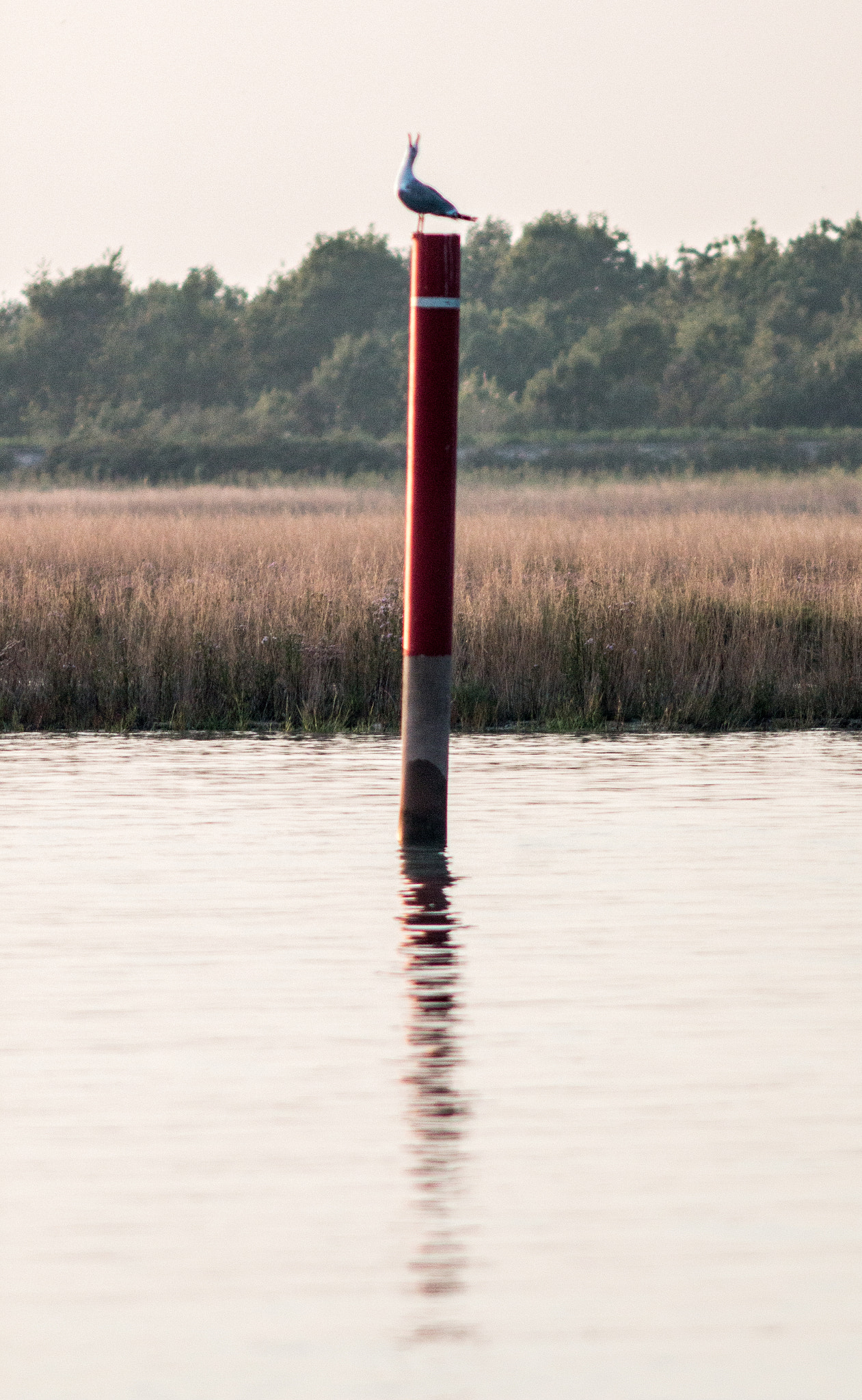 Canon EF 200mm f/2.8L II + 2x sample photo. I'm calling you photography