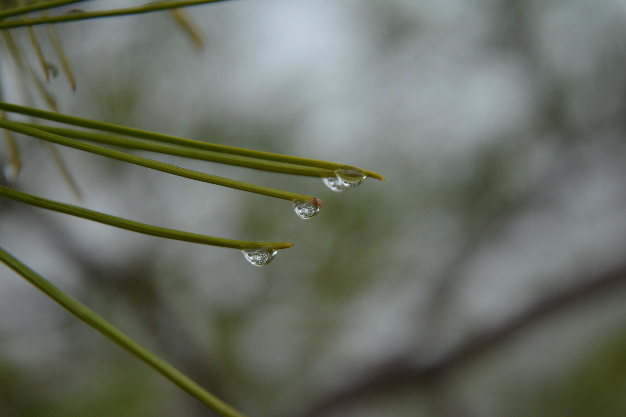 Manual Lens No CPU sample photo. 29604706771.jpg photography