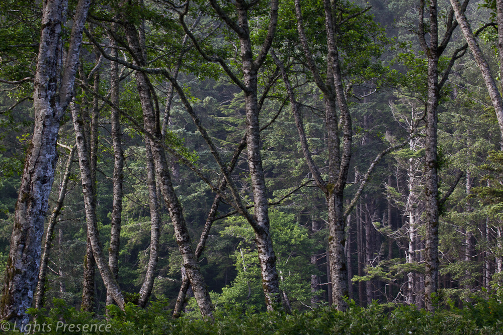 Canon EF 100-400mm F4.5-5.6L IS USM sample photo. Just beachin photography