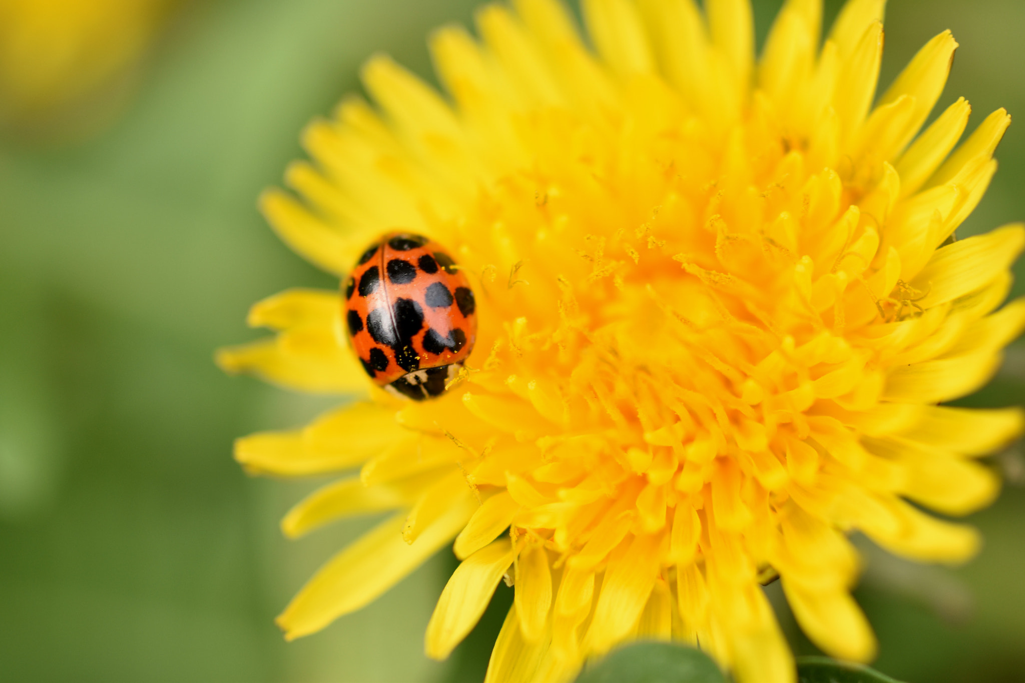 Nikon D5500 + Sigma 50mm F2.8 EX DG Macro sample photo. Ladybug//dandelion photography