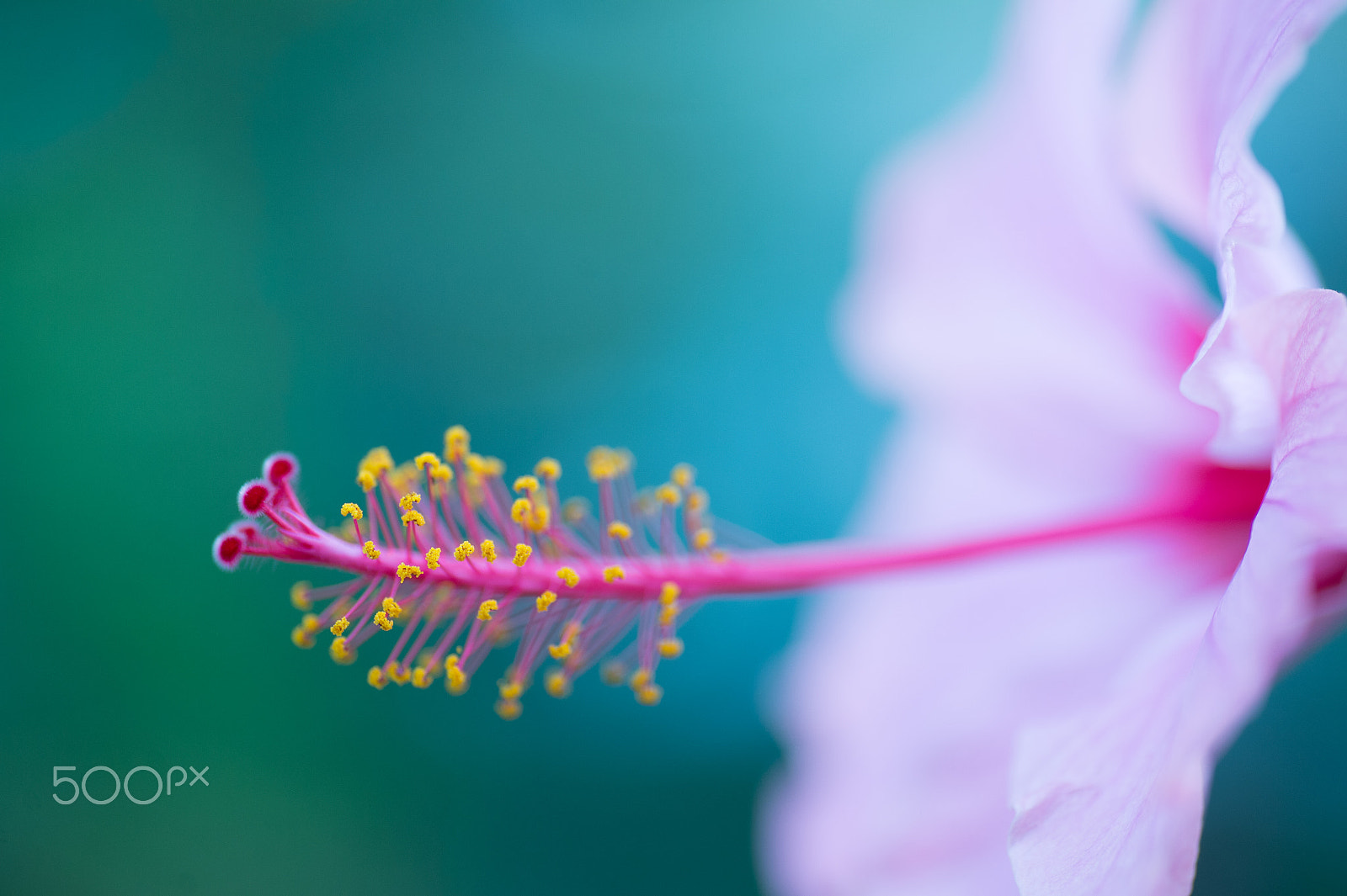 Nikon Df sample photo. Memory from summer photography