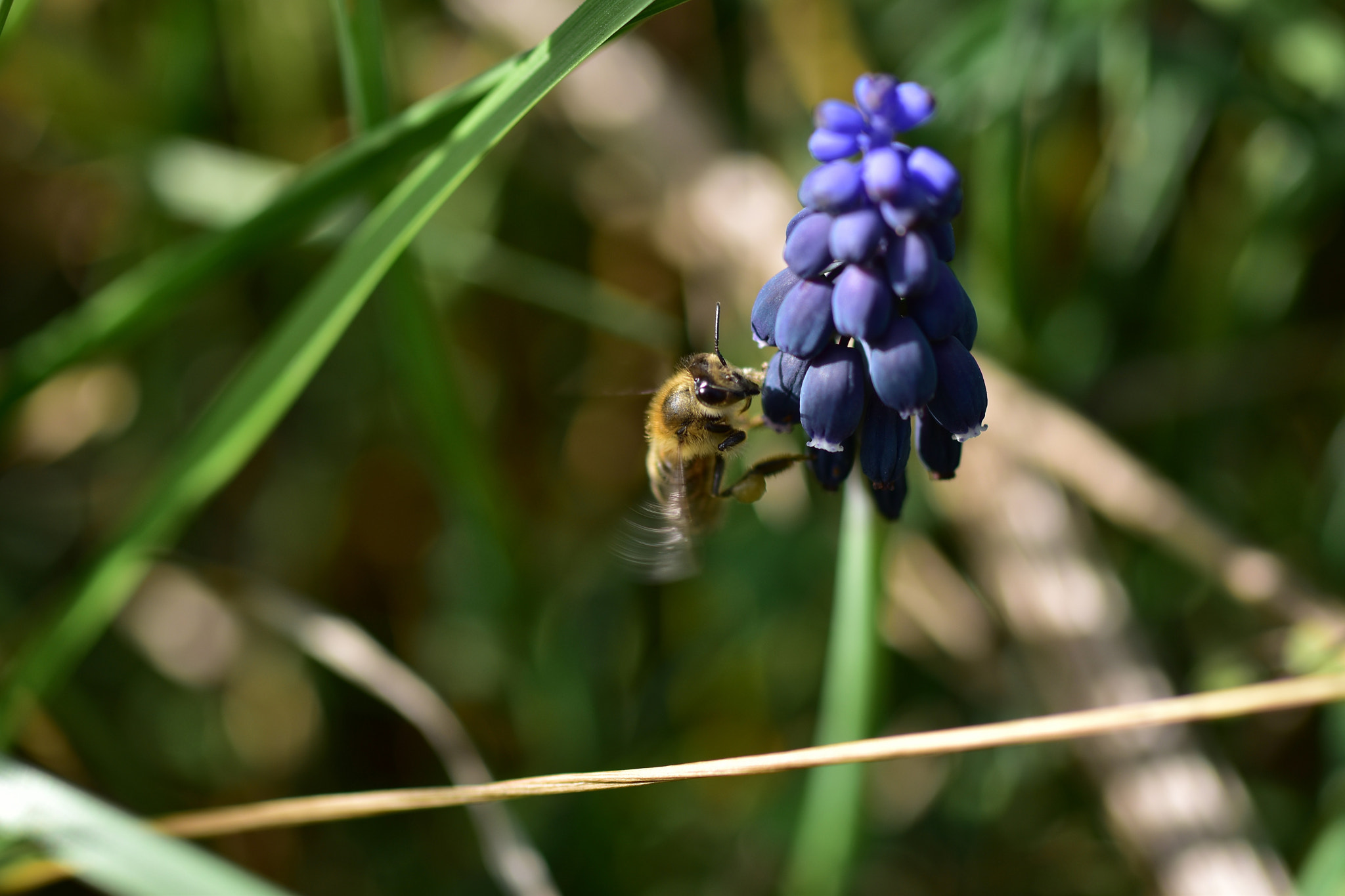 Nikon D5500 + Sigma 50mm F2.8 EX DG Macro sample photo. Bee photography
