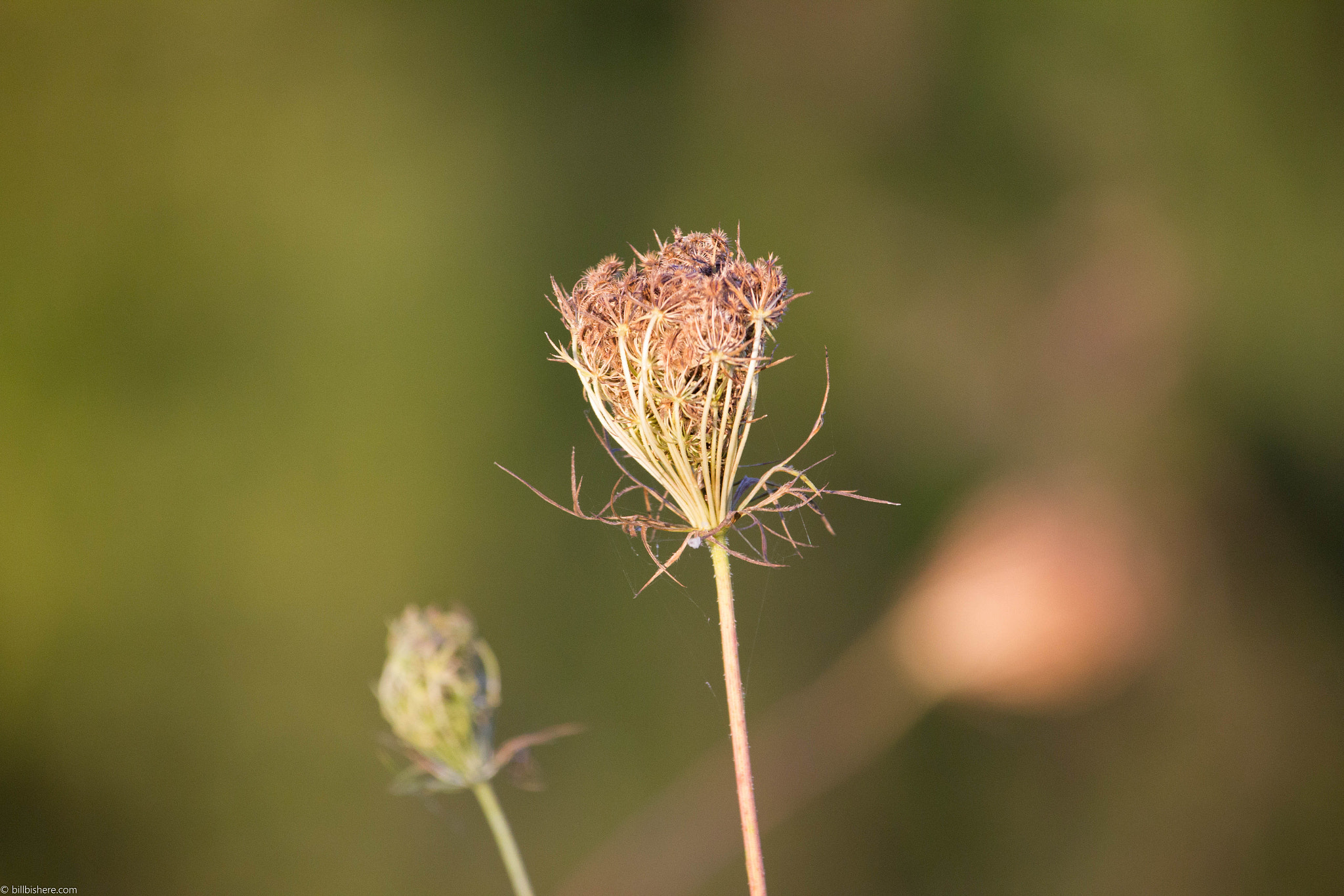 Canon EF-S 55-250mm F4-5.6 IS STM sample photo. Img photography