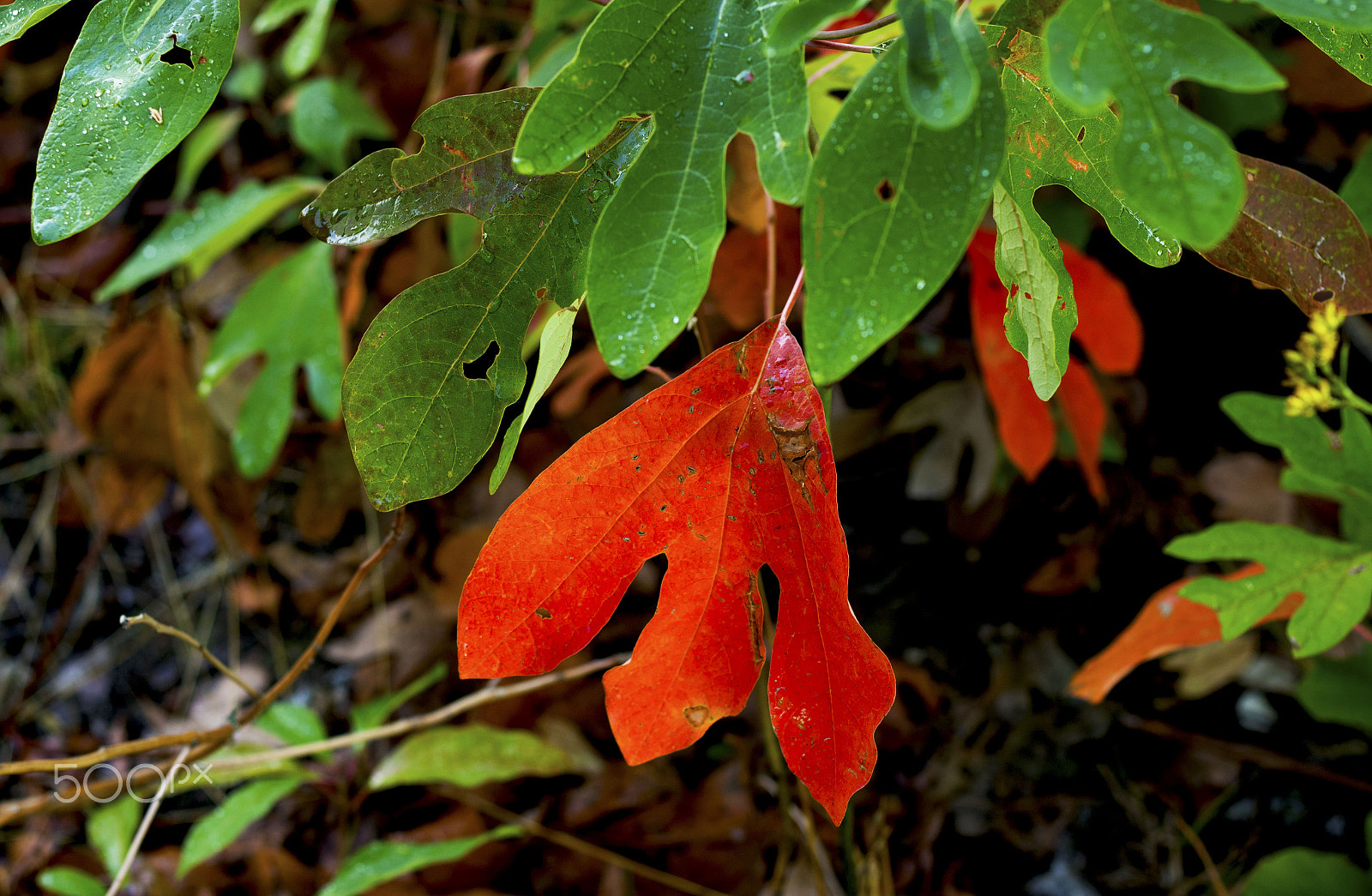 Canon EOS 750D (EOS Rebel T6i / EOS Kiss X8i) sample photo. Autumn leaves photography