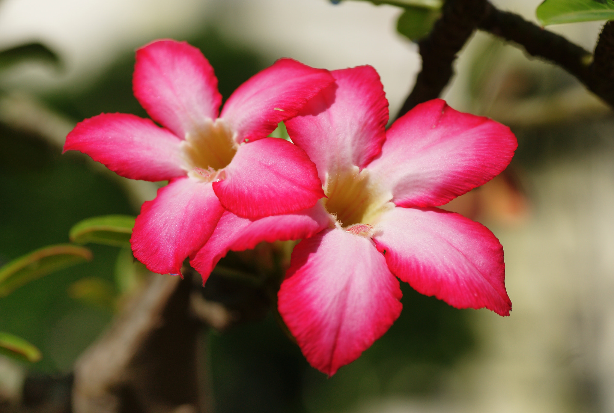 Sony Alpha DSLR-A850 + Tamron SP AF 90mm F2.8 Di Macro sample photo. Desert rose photography