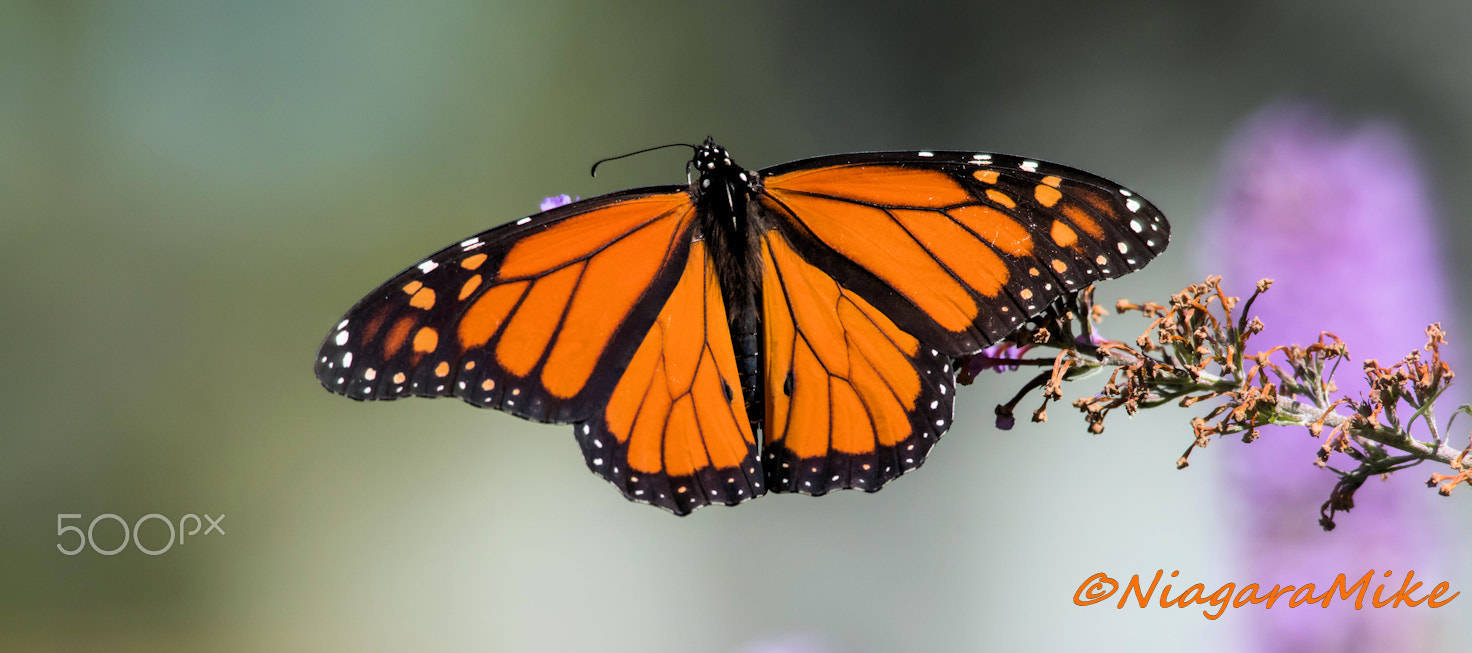 Nikon D810 + Nikon AF-S Nikkor 300mm F4D ED-IF sample photo. The king of butterflies. pls plant milkweed! photography