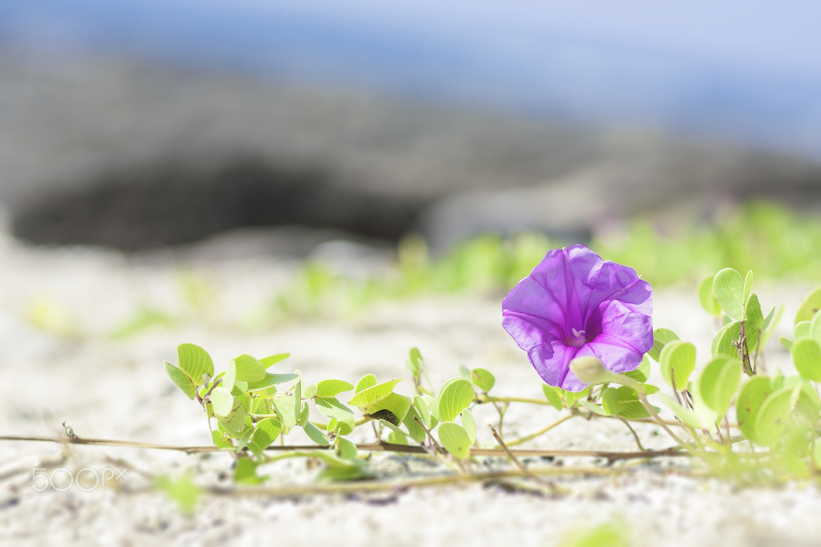 Canon EOS 40D + Canon EF 85mm F1.8 USM sample photo. A purple bloom photography