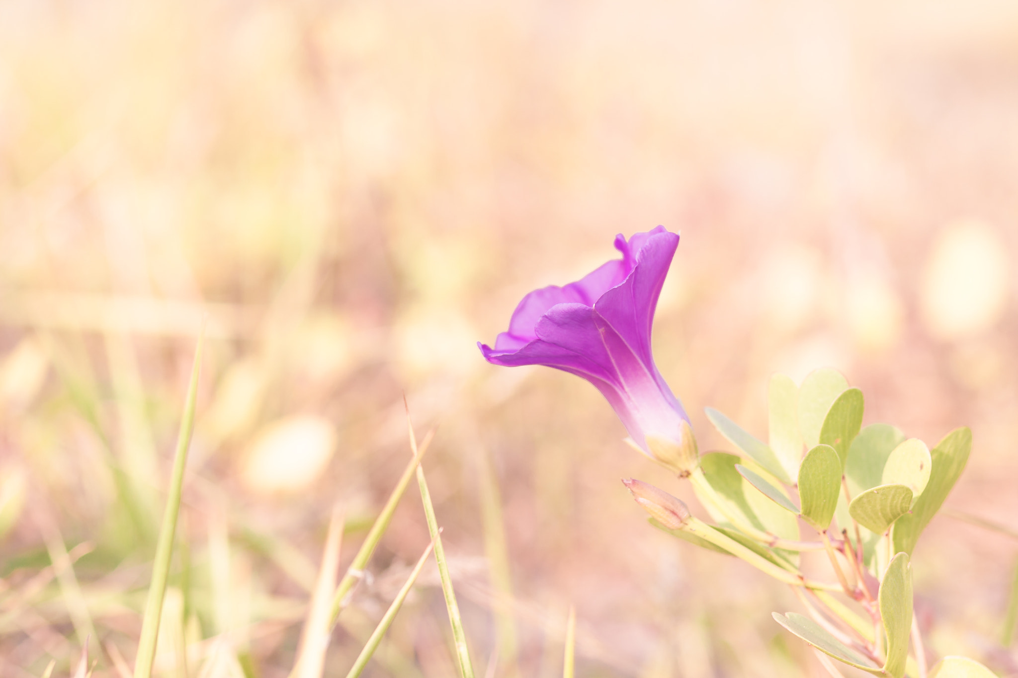 Canon EOS 40D + Canon EF 85mm F1.8 USM sample photo. Morning glory of saint martin's island photography