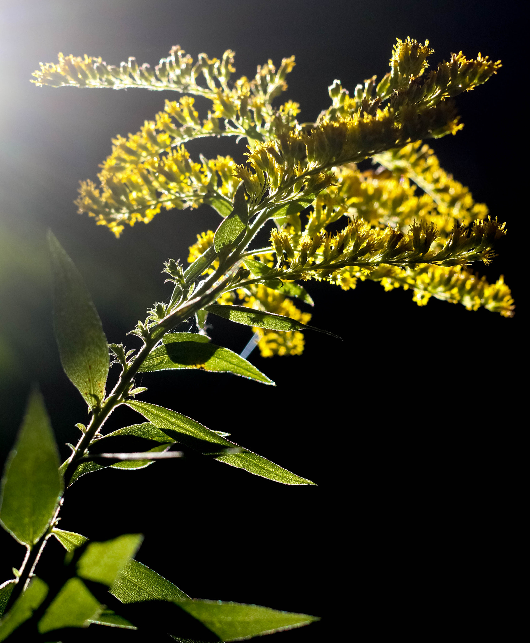 Canon EOS 100D (EOS Rebel SL1 / EOS Kiss X7) sample photo. Golden light photography