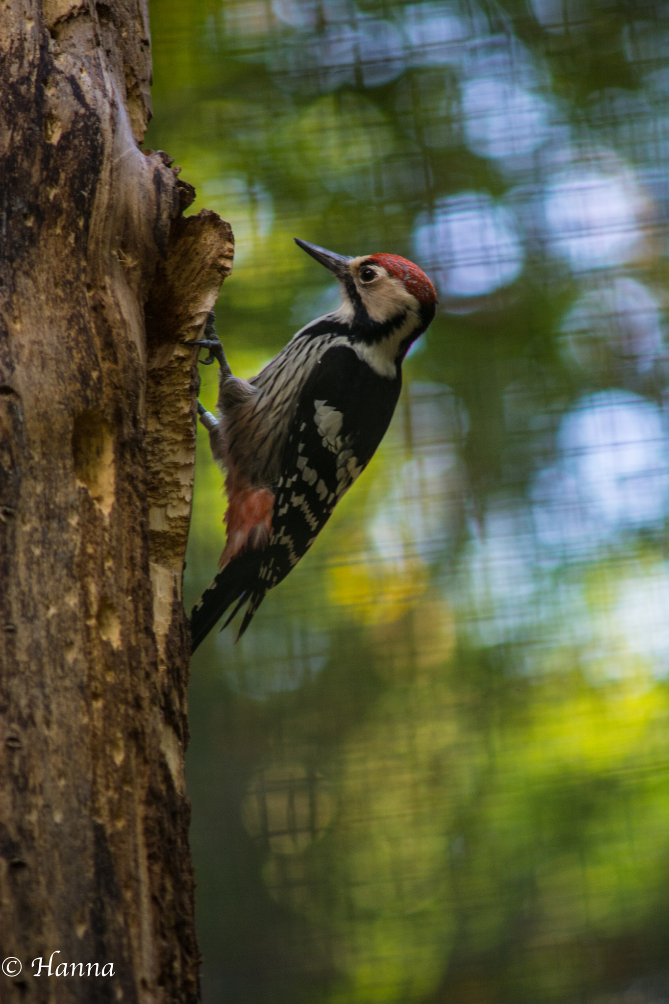 Nikon D7100 + AF Zoom-Nikkor 70-210mm f/4 sample photo