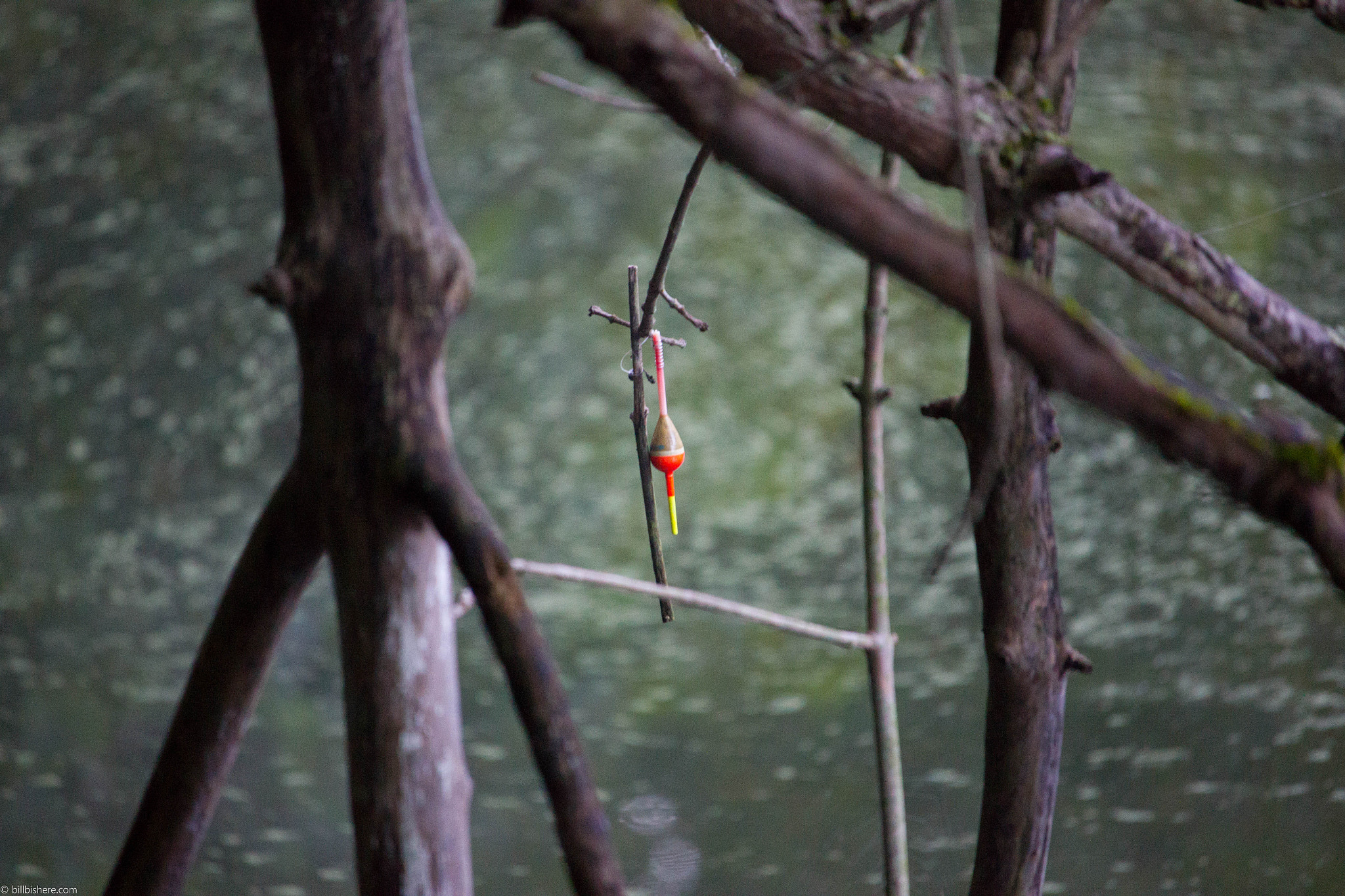 Canon EF-S 55-250mm F4-5.6 IS STM sample photo. Fish photography