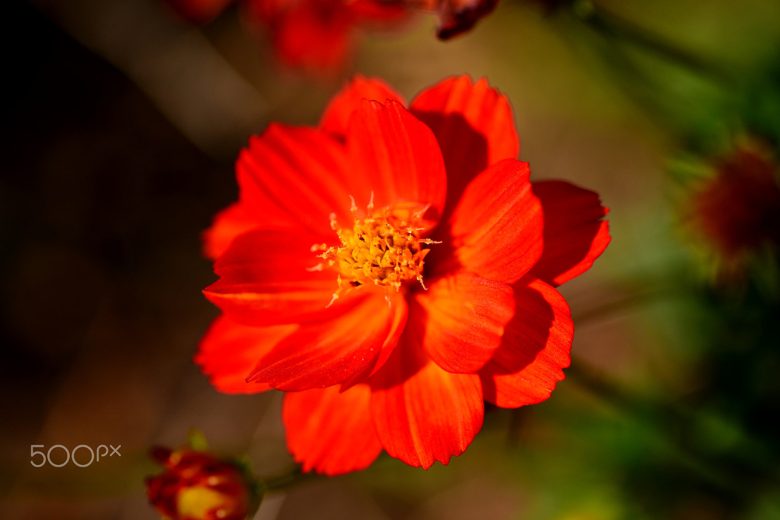 Nikon D600 sample photo. Beginning of autumn photography
