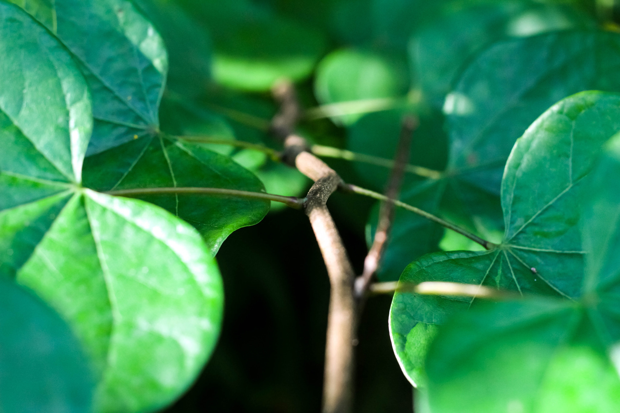 Canon EOS 100D (EOS Rebel SL1 / EOS Kiss X7) sample photo. Green paths photography