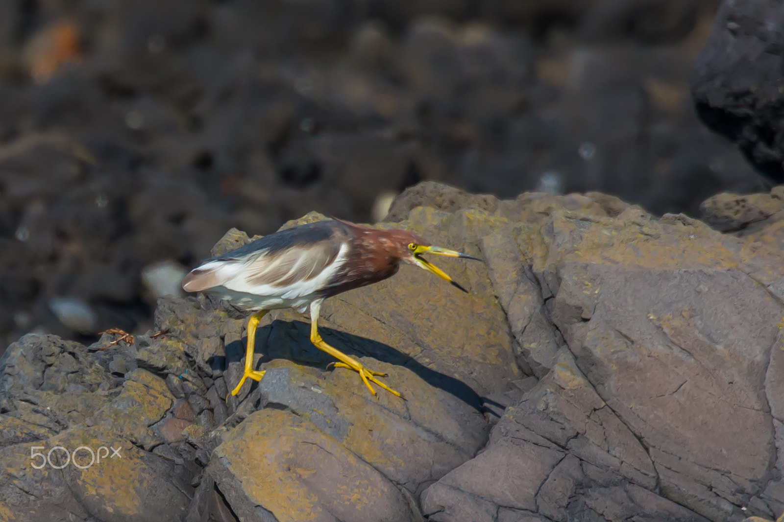 Canon EOS-1D X sample photo. Chinese pond heron photography