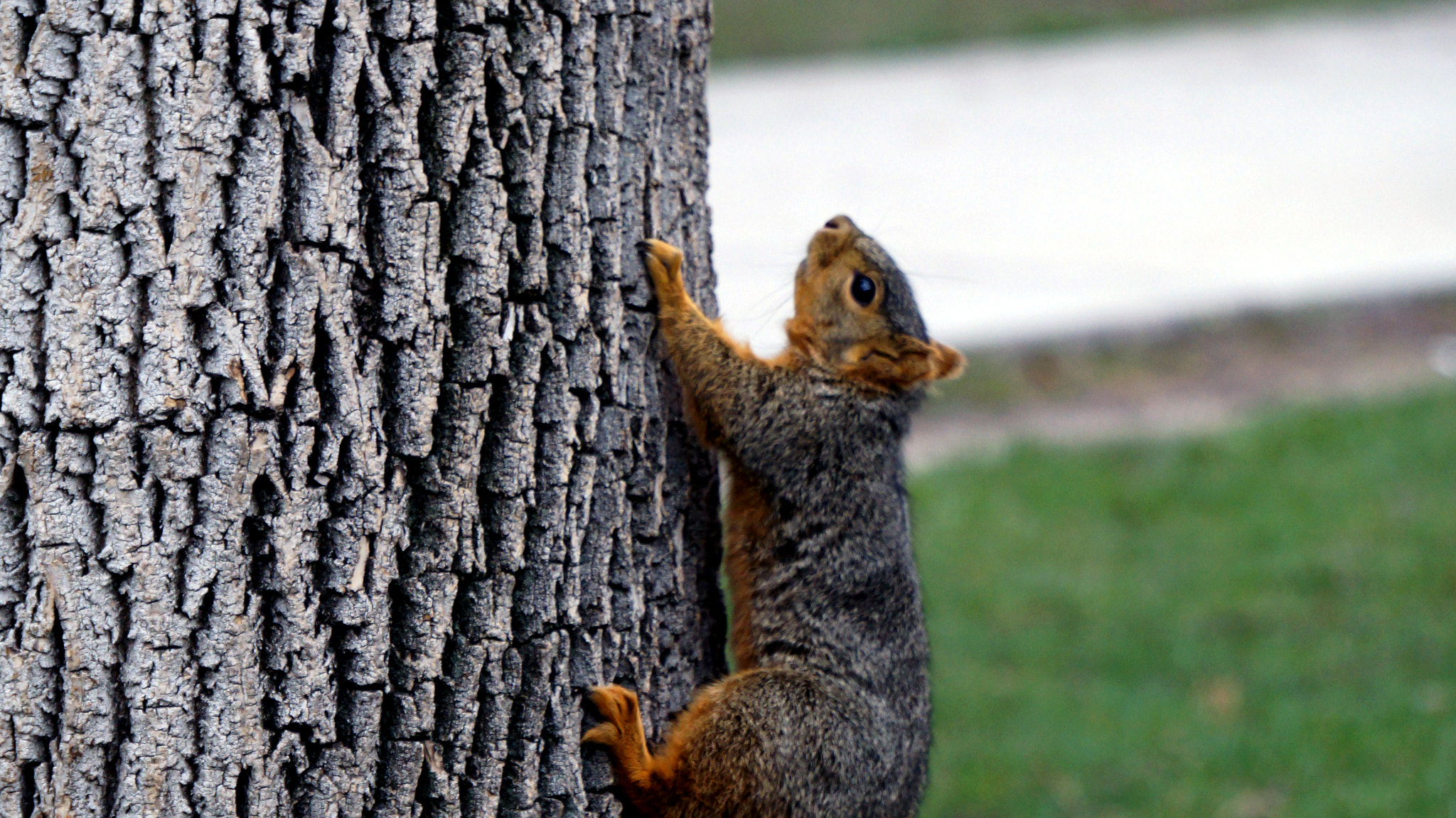 Sony Alpha NEX-F3 + Sony E 55-210mm F4.5-6.3 OSS sample photo. Squirell!! photography