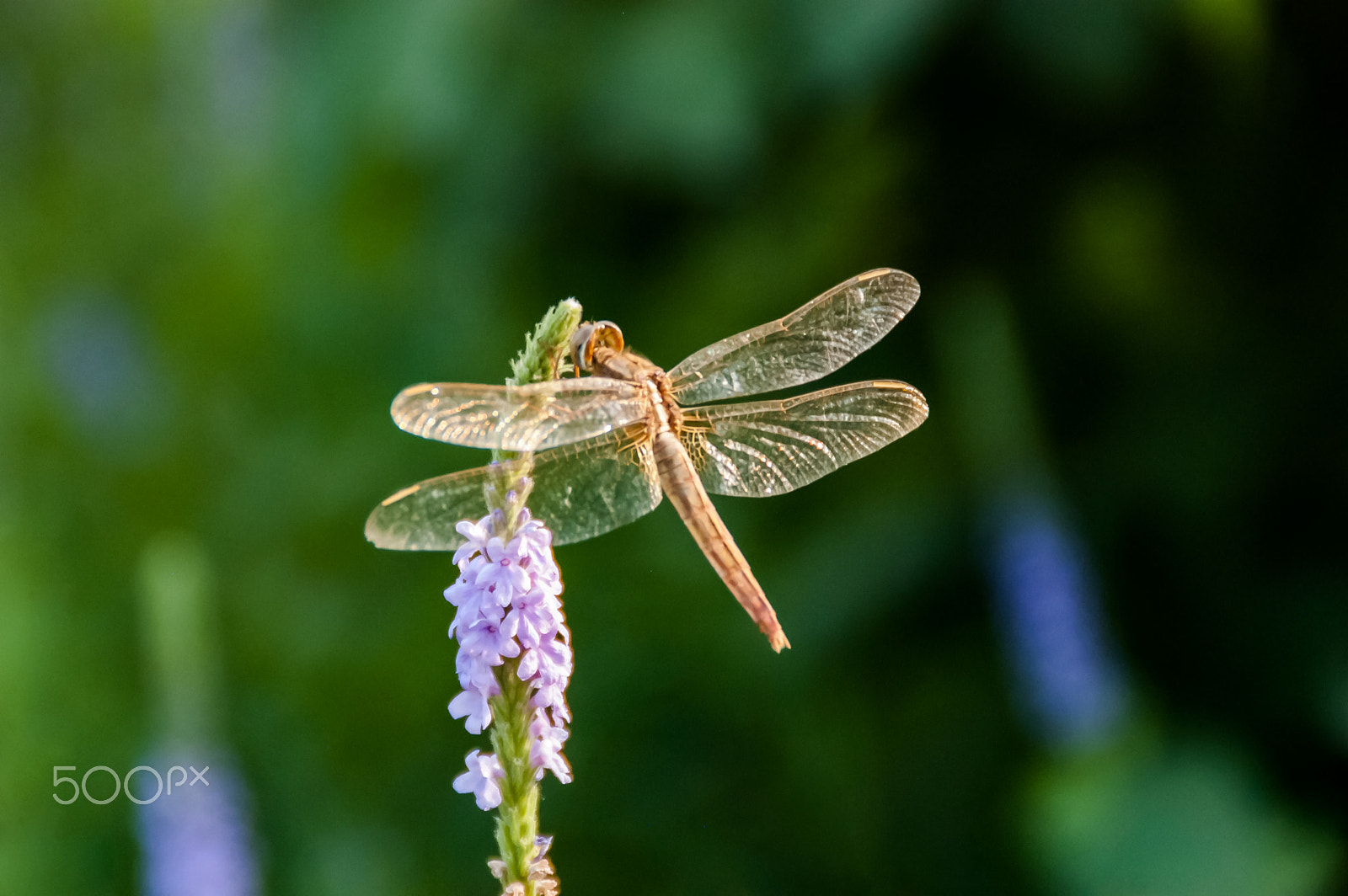 Nikon D50 sample photo. A dragonflie resting on a flower photography