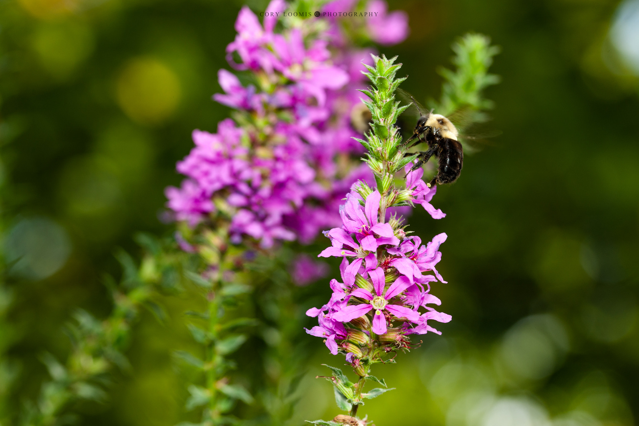 Sigma 105mm F2.8 EX DG OS HSM sample photo. Taking off photography