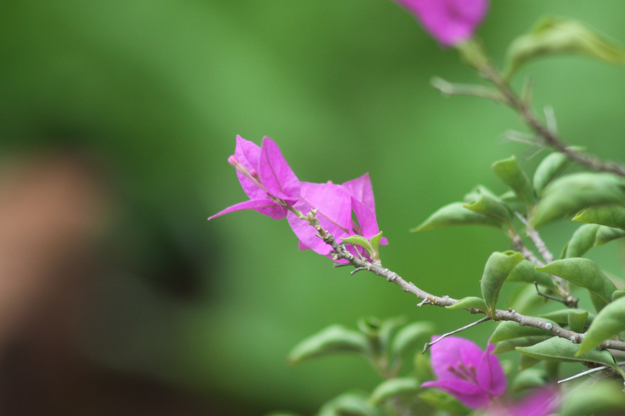 Canon EOS 50D + Canon EF 75-300mm F4.0-5.6 IS USM sample photo. 花 photography
