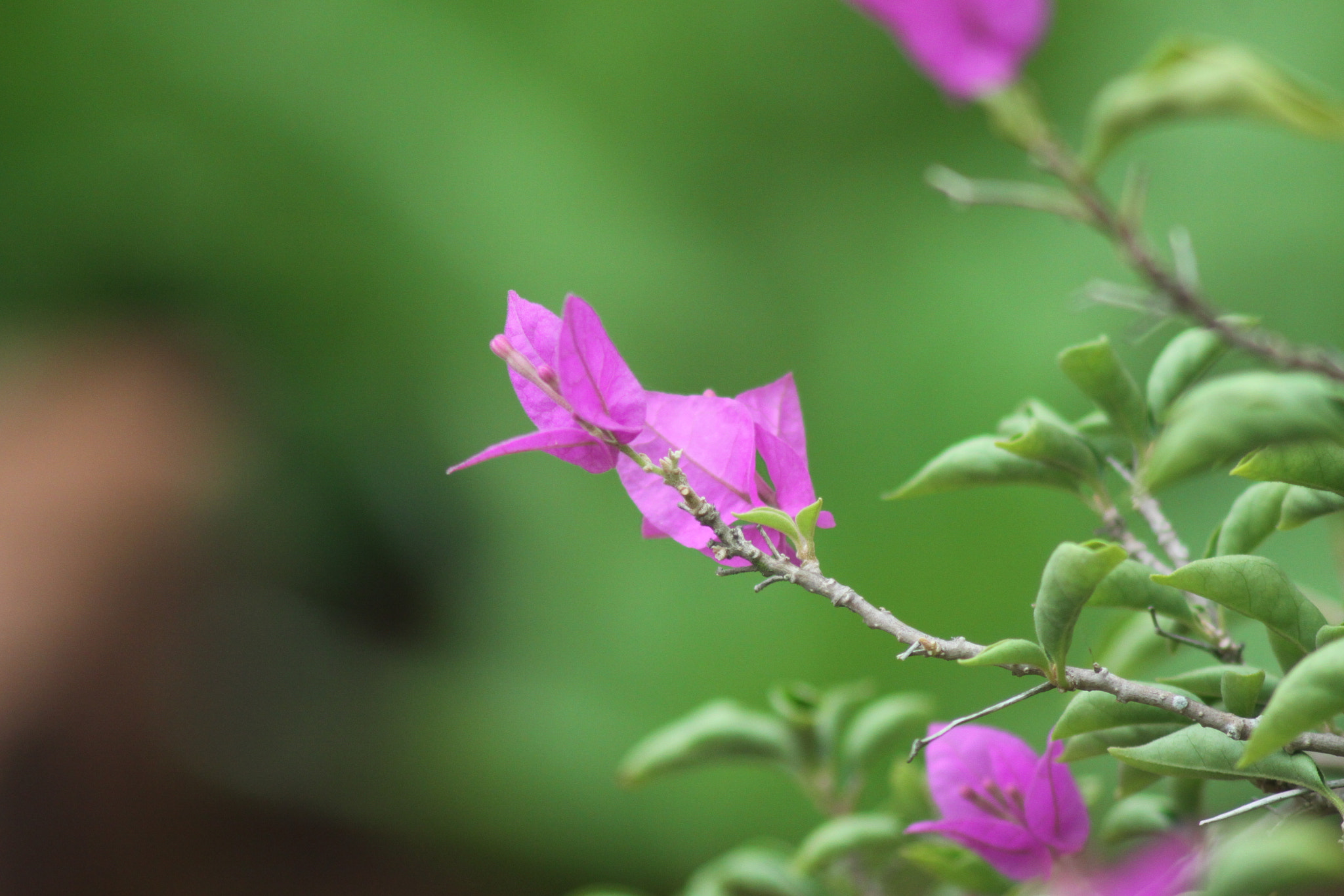Canon EF 75-300mm F4.0-5.6 IS USM sample photo. 花 photography