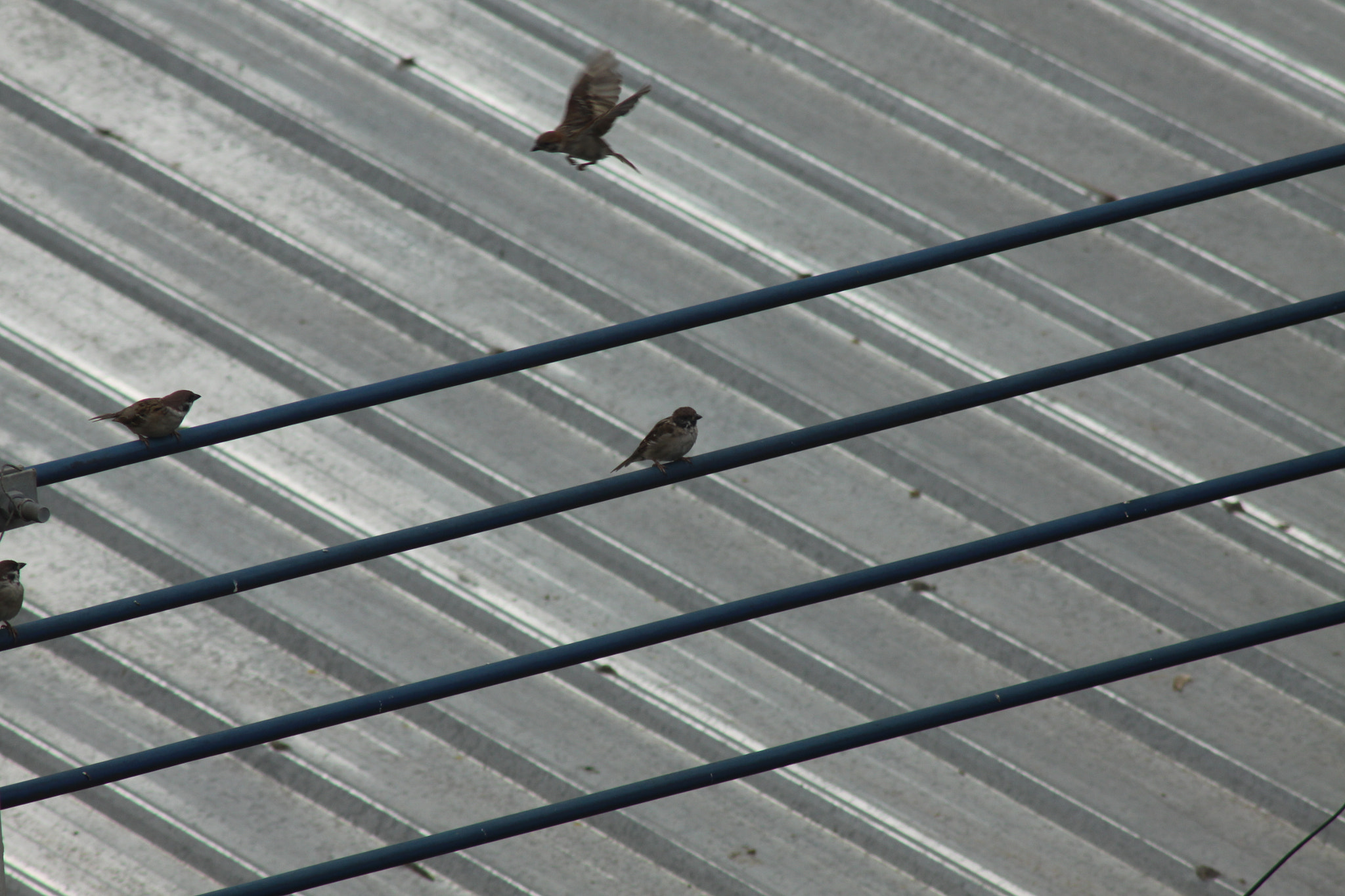 Canon EF 75-300mm F4.0-5.6 IS USM sample photo. 自由 photography