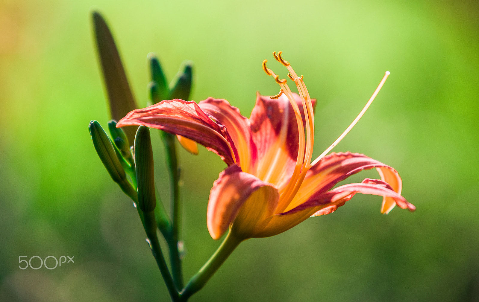 AF-S Zoom-Nikkor 80-200mm f/2.8D IF-ED sample photo. Flower photography