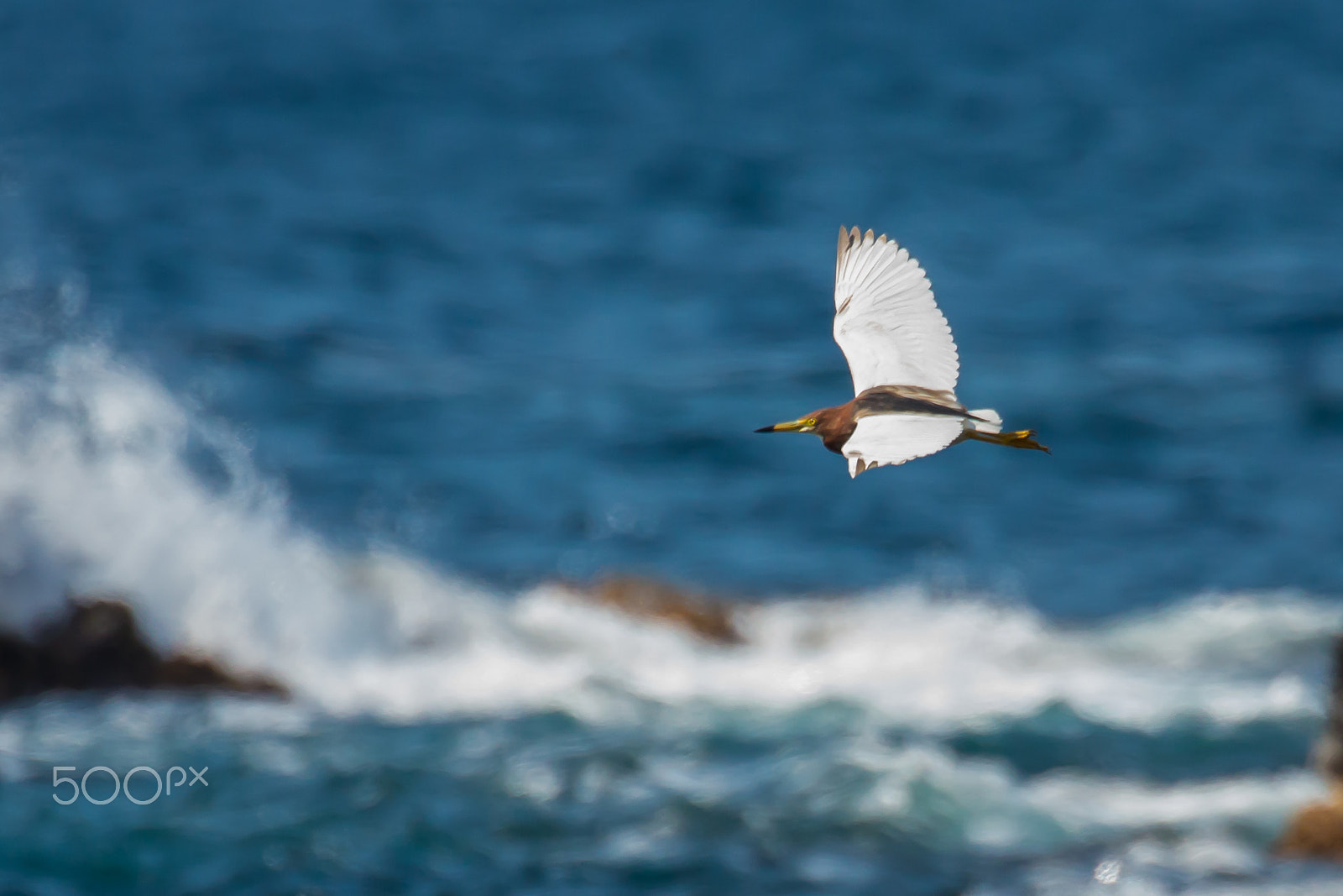 Canon EOS-1D X sample photo. Flying chinese pond heron photography