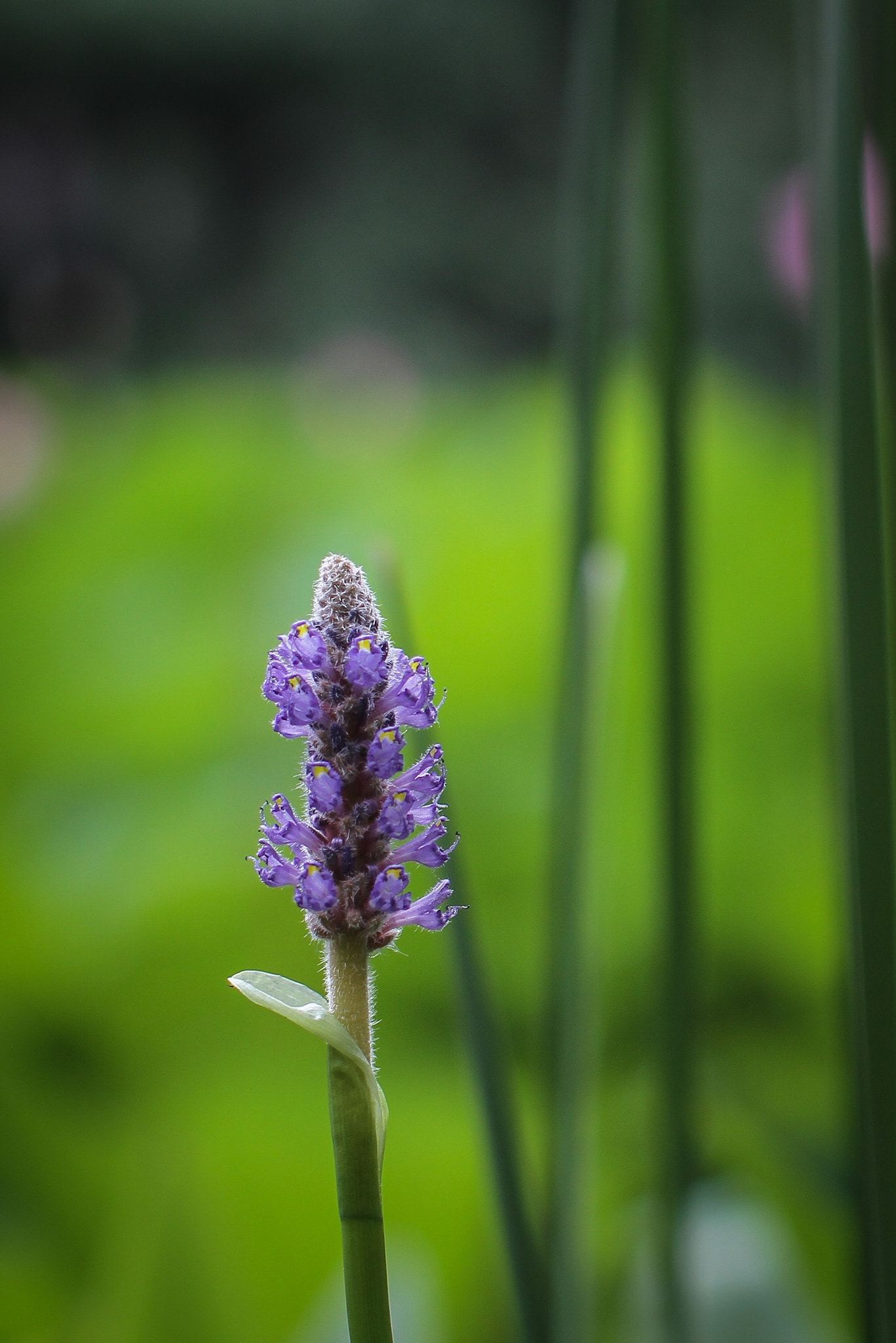 Canon EOS 7D + Canon EF 50mm F1.2L USM sample photo