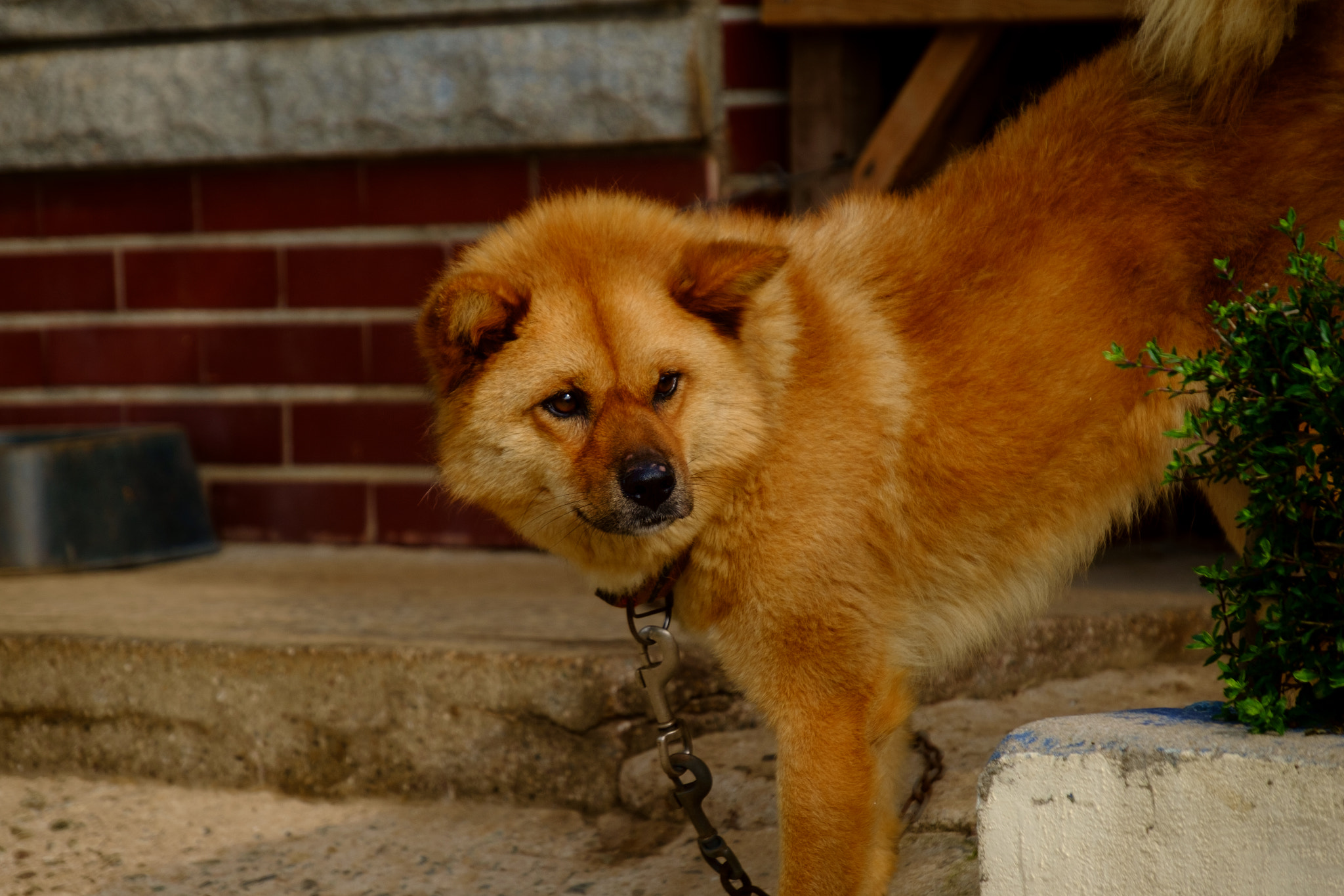 Fujifilm X-Pro1 + Fujifilm XF 18-135mm F3.5-5.6 R LM OIS WR sample photo. Dog photography