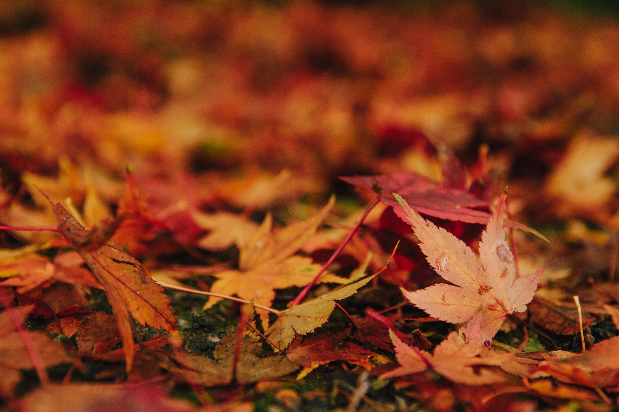 Sony SLT-A57 sample photo. Autumn leaves photography