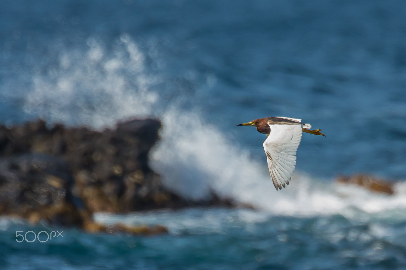 Canon EOS-1D X sample photo. Heron's flying and crashing waves photography