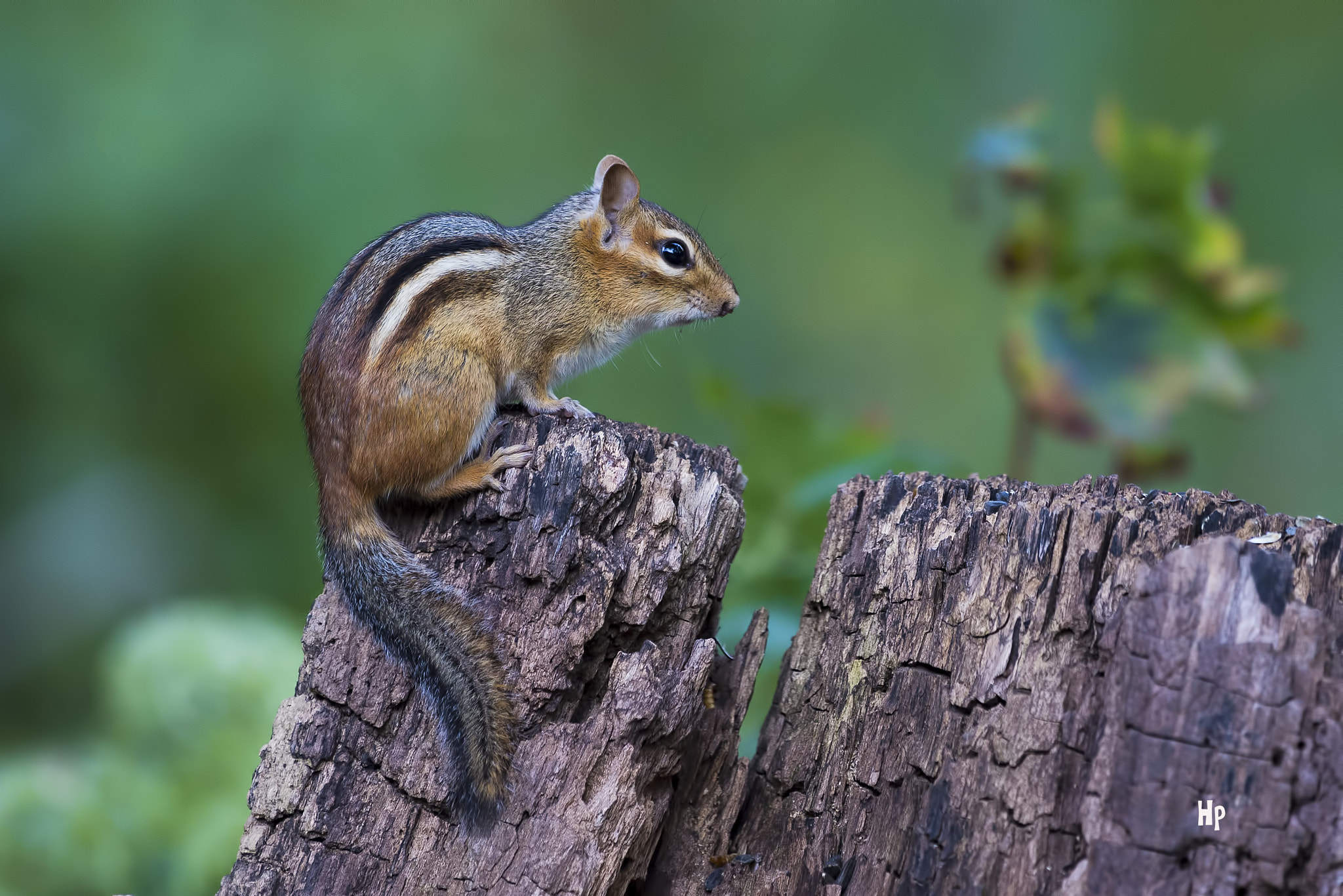 Nikon AF-S Nikkor 200-500mm F5.6E ED VR sample photo. Chipmunk photography