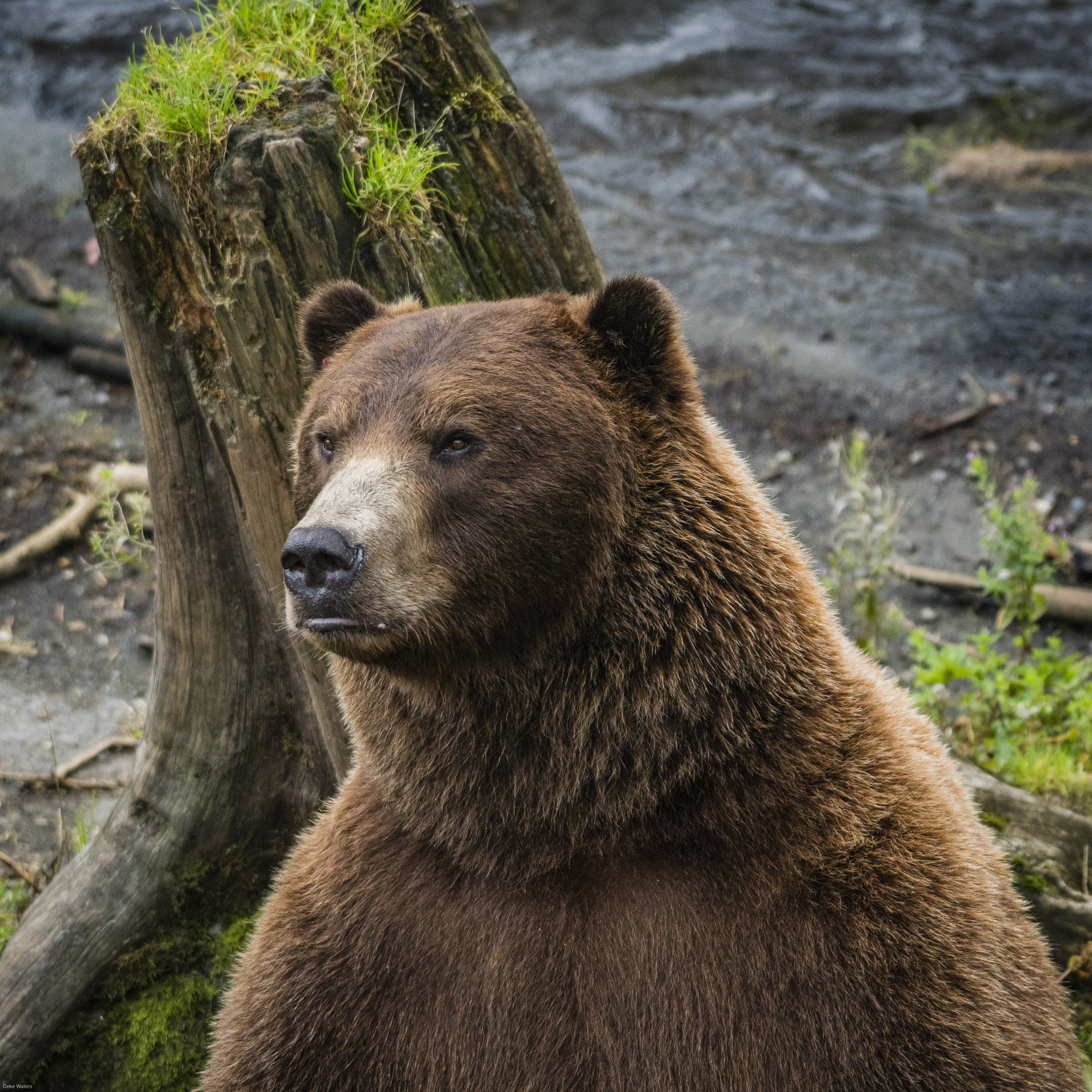 Sony a6300 + Sony FE 70-200mm F4 G OSS sample photo. Grizzly bear at the fortress of the bear in sitka, ak photography