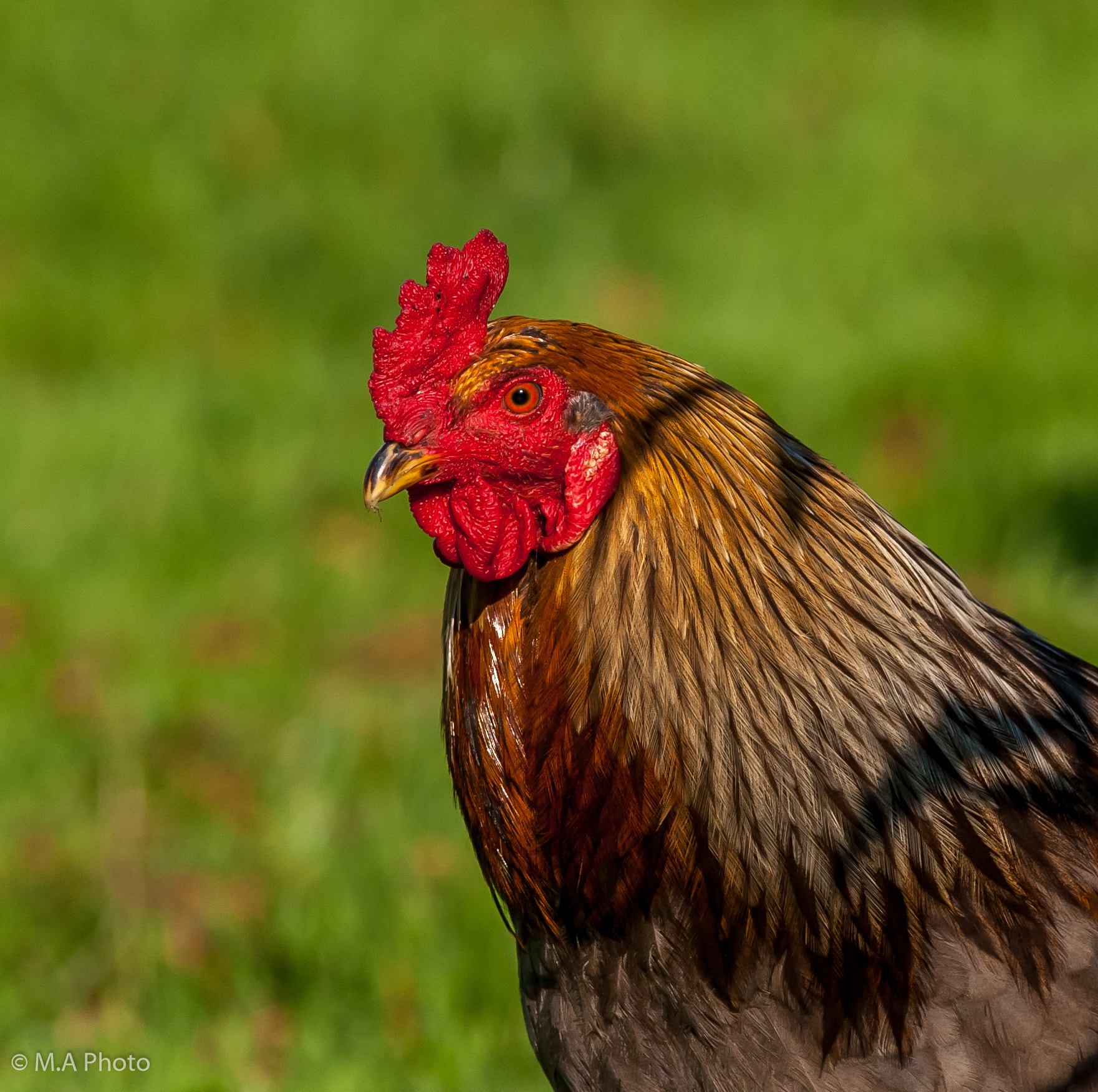 Nikon D3 sample photo. Rooster photography