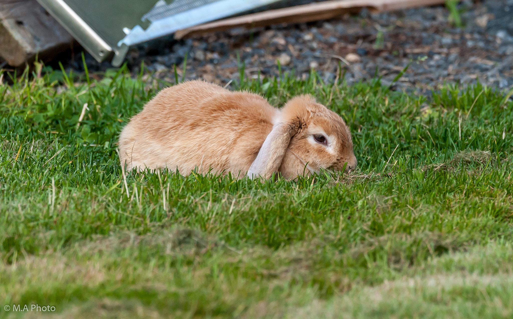 Sigma 150-600mm F5-6.3 DG OS HSM | C sample photo. Rabbit photography