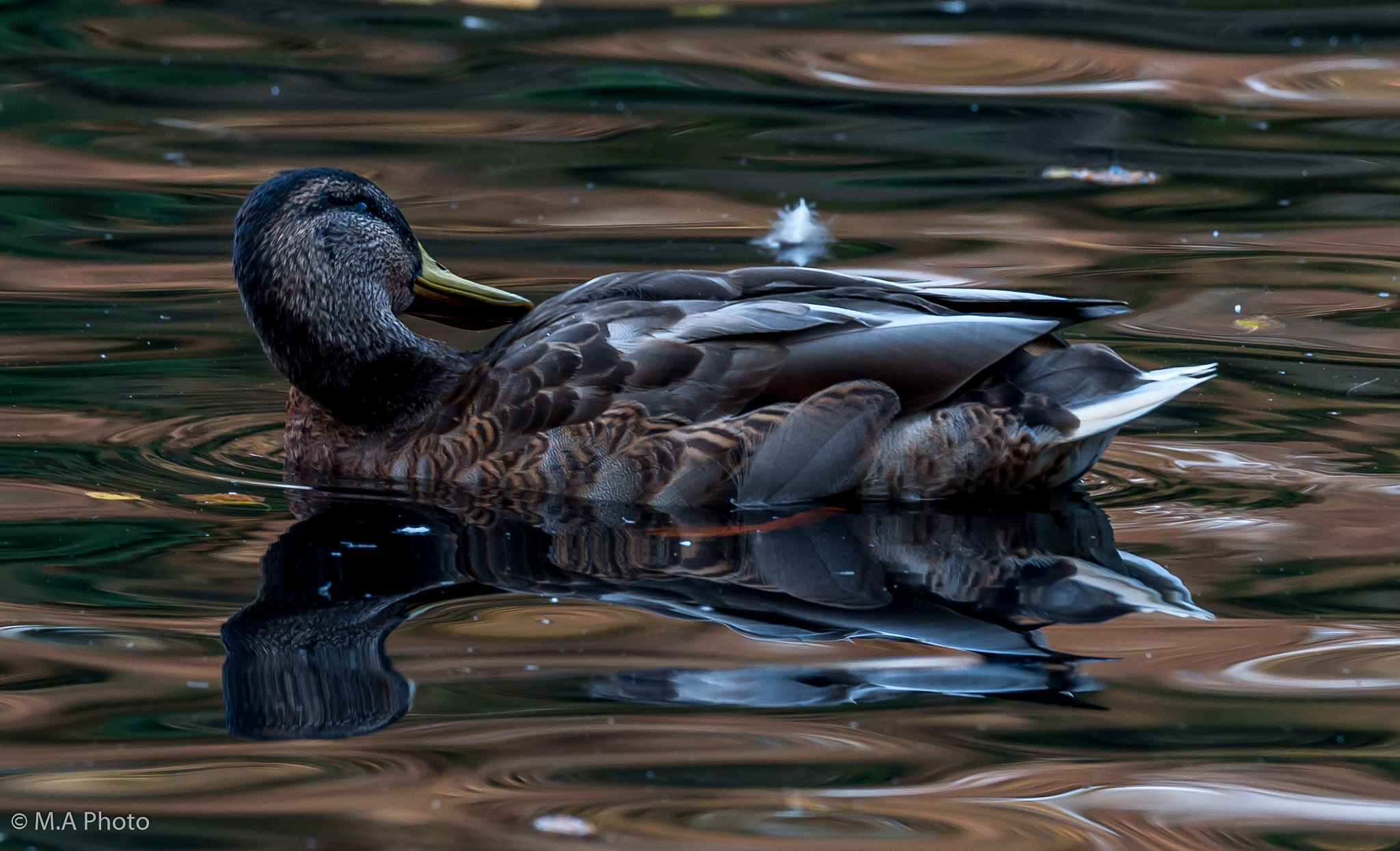 Nikon D3 sample photo. Duck (female) photography