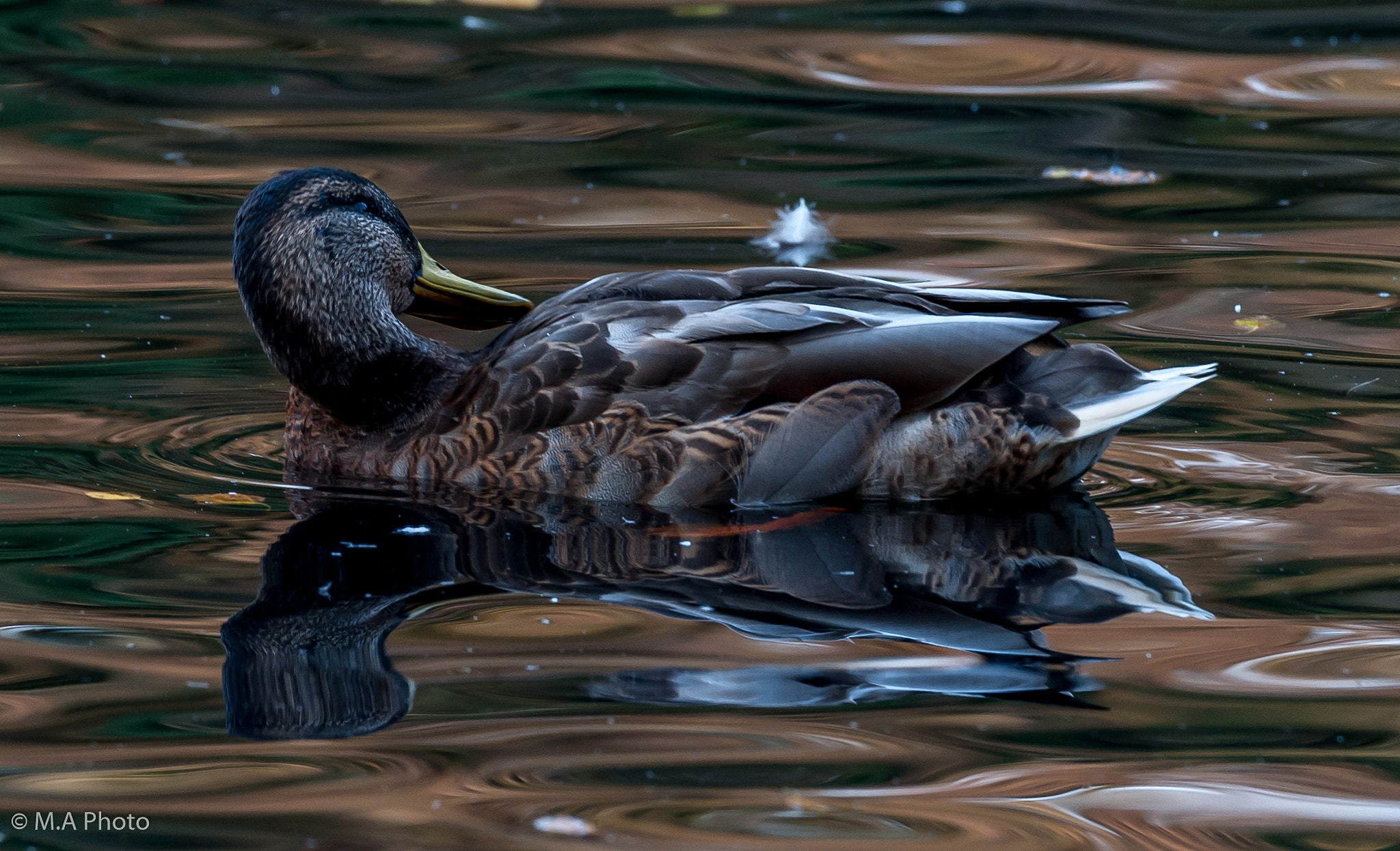 Sigma 150-600mm F5-6.3 DG OS HSM | C sample photo. Duck (female) photography